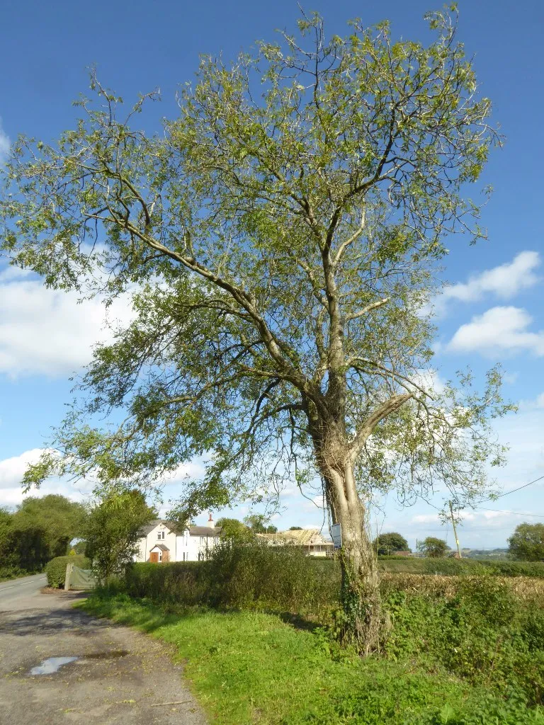 Photo showing: Ash tree at Romsley