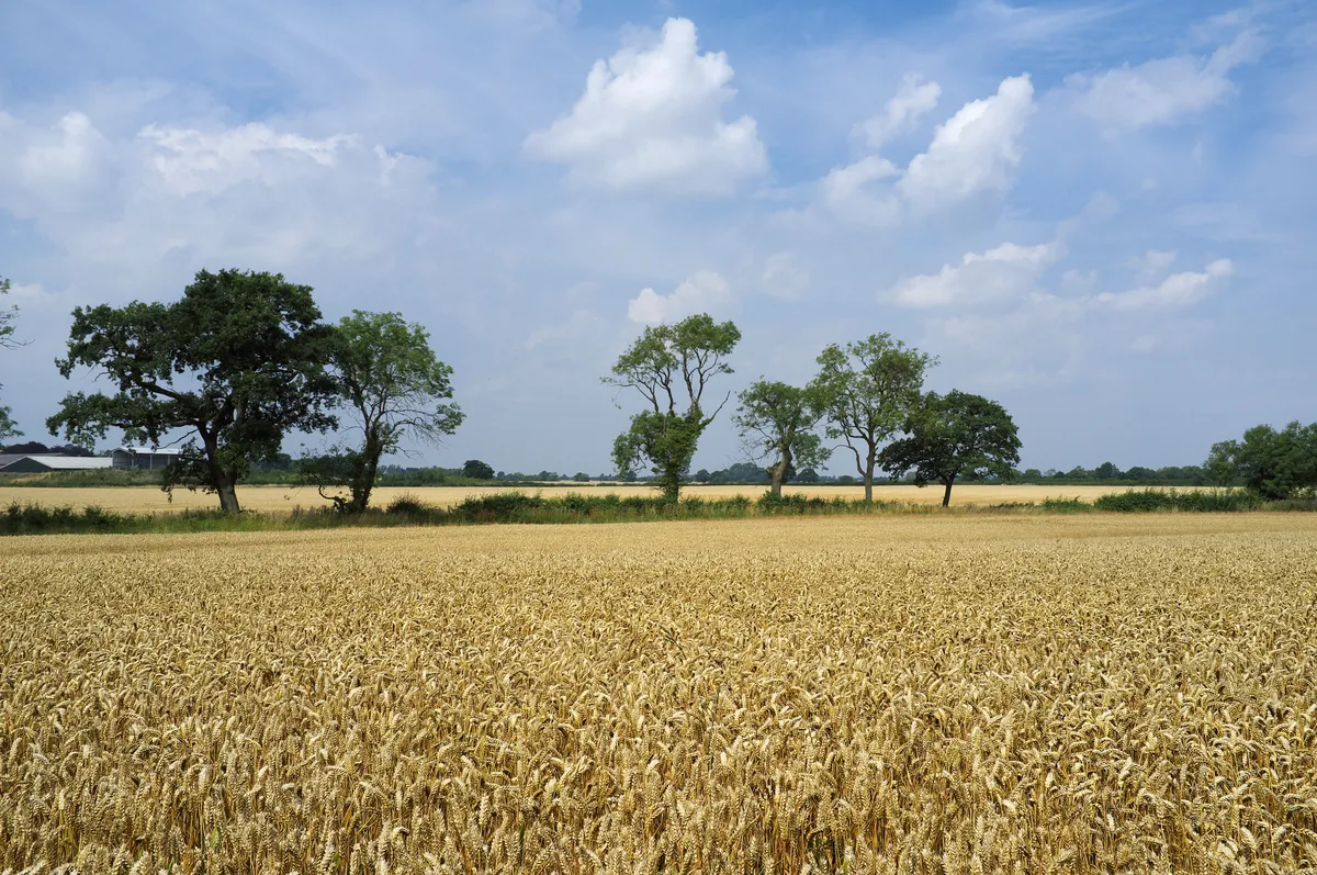 Photo showing: Looking west from Fox Covert Lane across the fields of Fenn Lane Farm (the farm is left, on the skyline). Fen Hole is approximately where the hedge line in the foreground is.  The cortege carrying Richard III's remains visited the farm and soil was taken and placed in the king's grave when he was re-buried in Leicester Cathedral in 2015. The fields on either side of Fenn Lanes Roman road correspond to the flat plain which William Burton (writing in the early 1600s) described as the site of the battle: "fought in a large, flat, plaine, and spacious ground, three miles distant from [Bosworth], between the Towne of Shenton, Sutton [Cheney], Dadlington and Stoke [Golding]..," It was in the fields to either side of Fenn Lanes (the route of approach of Richmond's army) that the Battlefields Trust found the round shot and silver-gilt boar badge, identifying the true site of the battle. (Ambion Hill was the site of Richard III's camp, not the site of the battle).