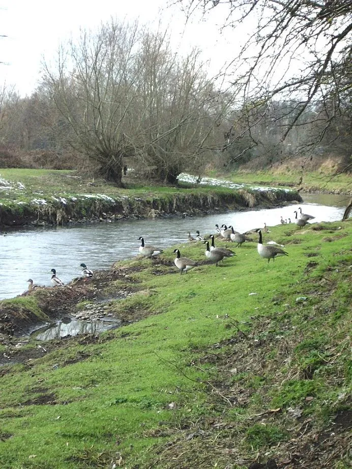 Photo showing: Canadian Geese, River Tame Residents of riverside, midway between old road bridge at Minworth Lane, and first crossing west at factory site.