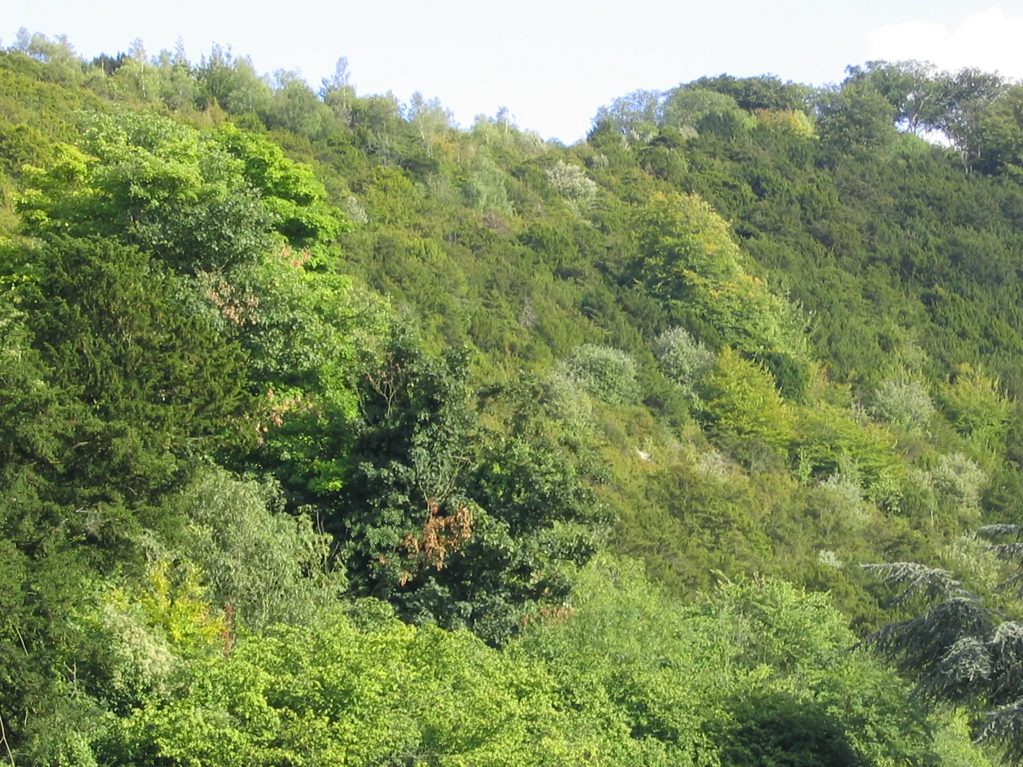 Photo showing: Photograph showing the variety of trees on the side of Box Hill, Surrey, UK