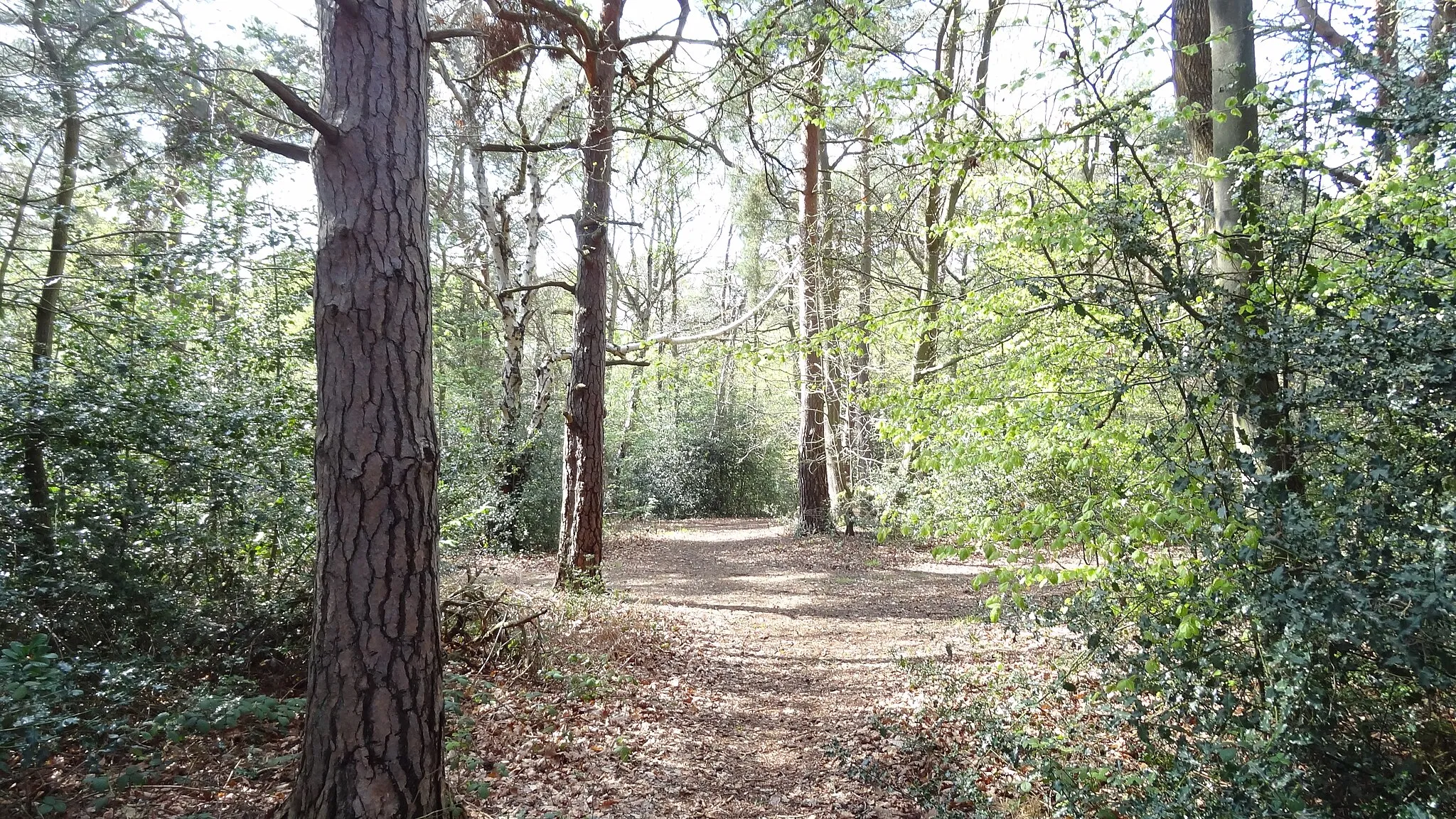 Photo showing: Keston Common, Bromley, London