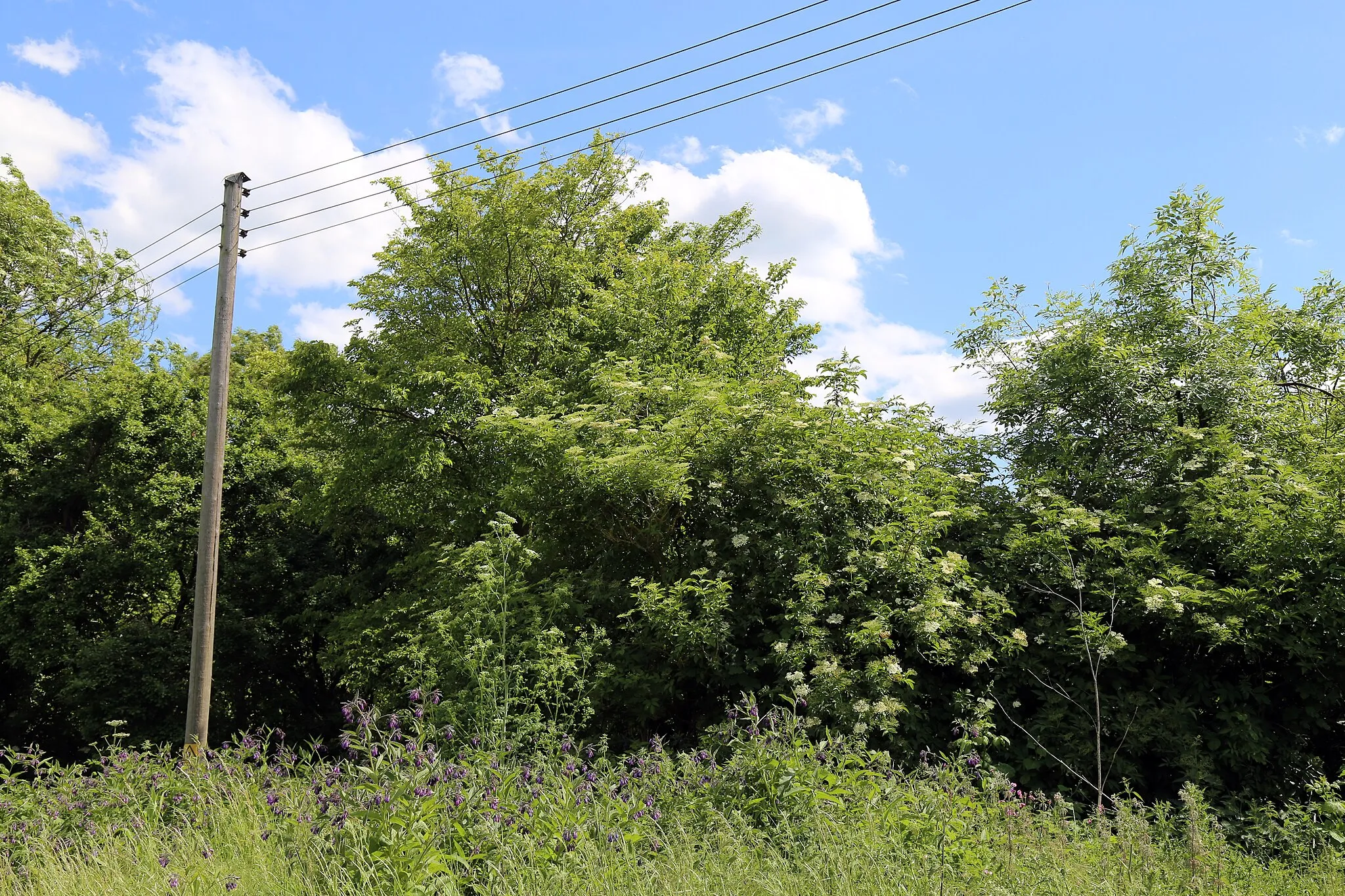Photo showing: A field off Gainsthorpe Road in Bobbingworth, Essex, England, and 200 yards northeast from St Germain's Church. Plants include grasses and cow parsley.