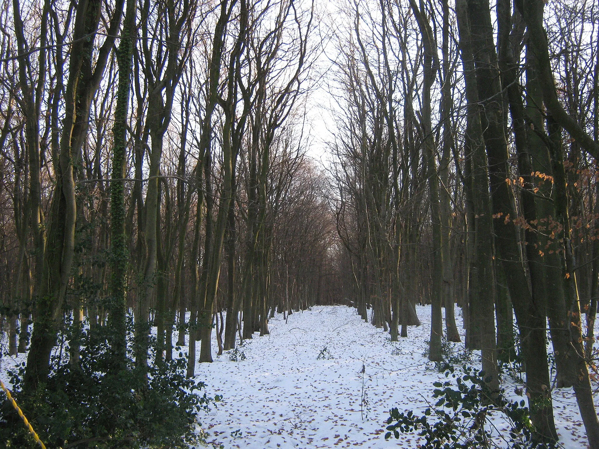 Photo showing: Bastion Wood