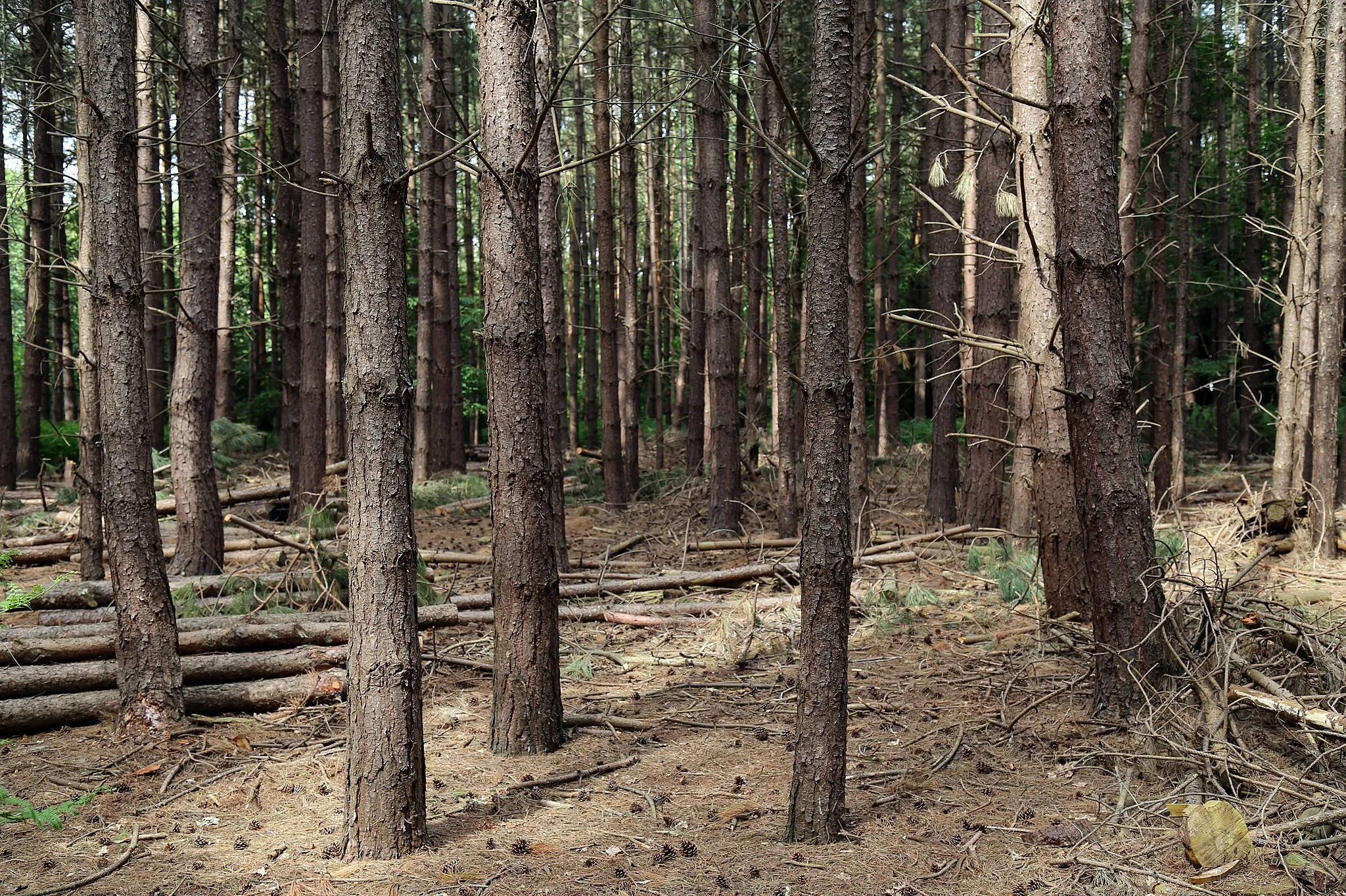 Photo showing: In a conifer plantation with pine logs on Banks Lane in the civil parish of Theydon Mount, Essex, England