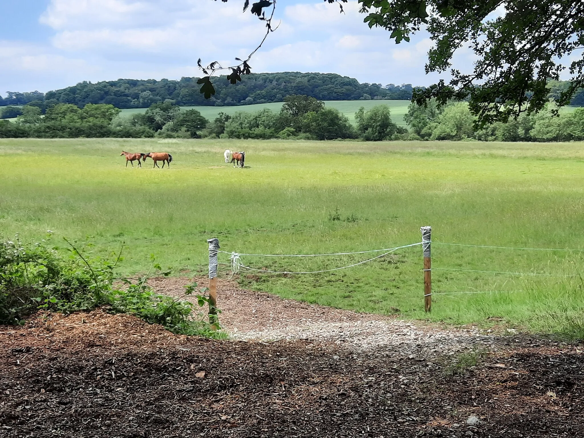 Photo showing: Horses in the fields by Crescent West.