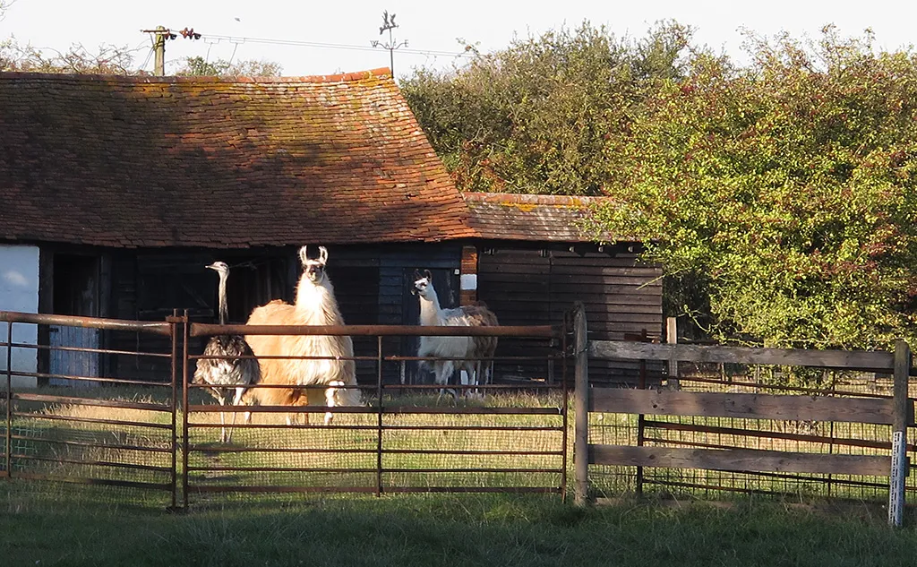 Photo showing: An Essex farmyard