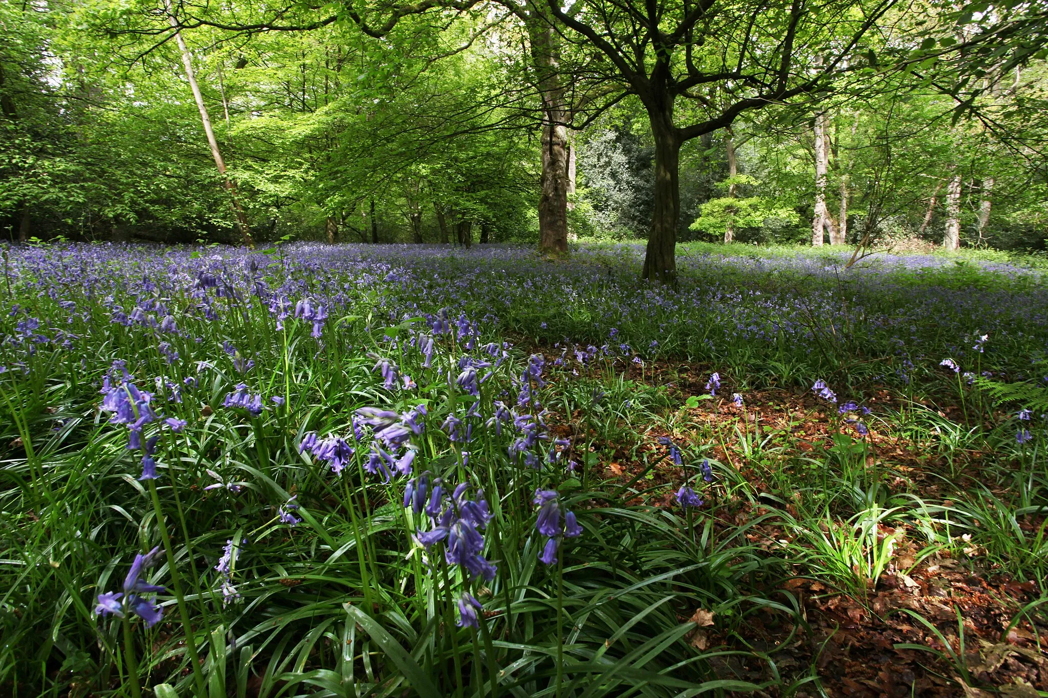 Photo showing: Hainault Forest Woodland Trust section in April 2014 with bluebells