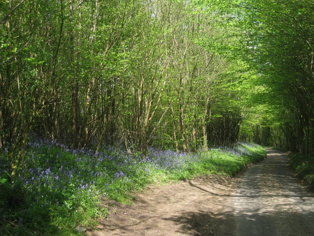 Photo showing: Bluebells (Hyacinthoides non-scripta) on Almshouse Road, 3 km from Stalisfield Green, Kent, Great Britain. The narrow lane leads from Faversham Road and onto Housefield Road.