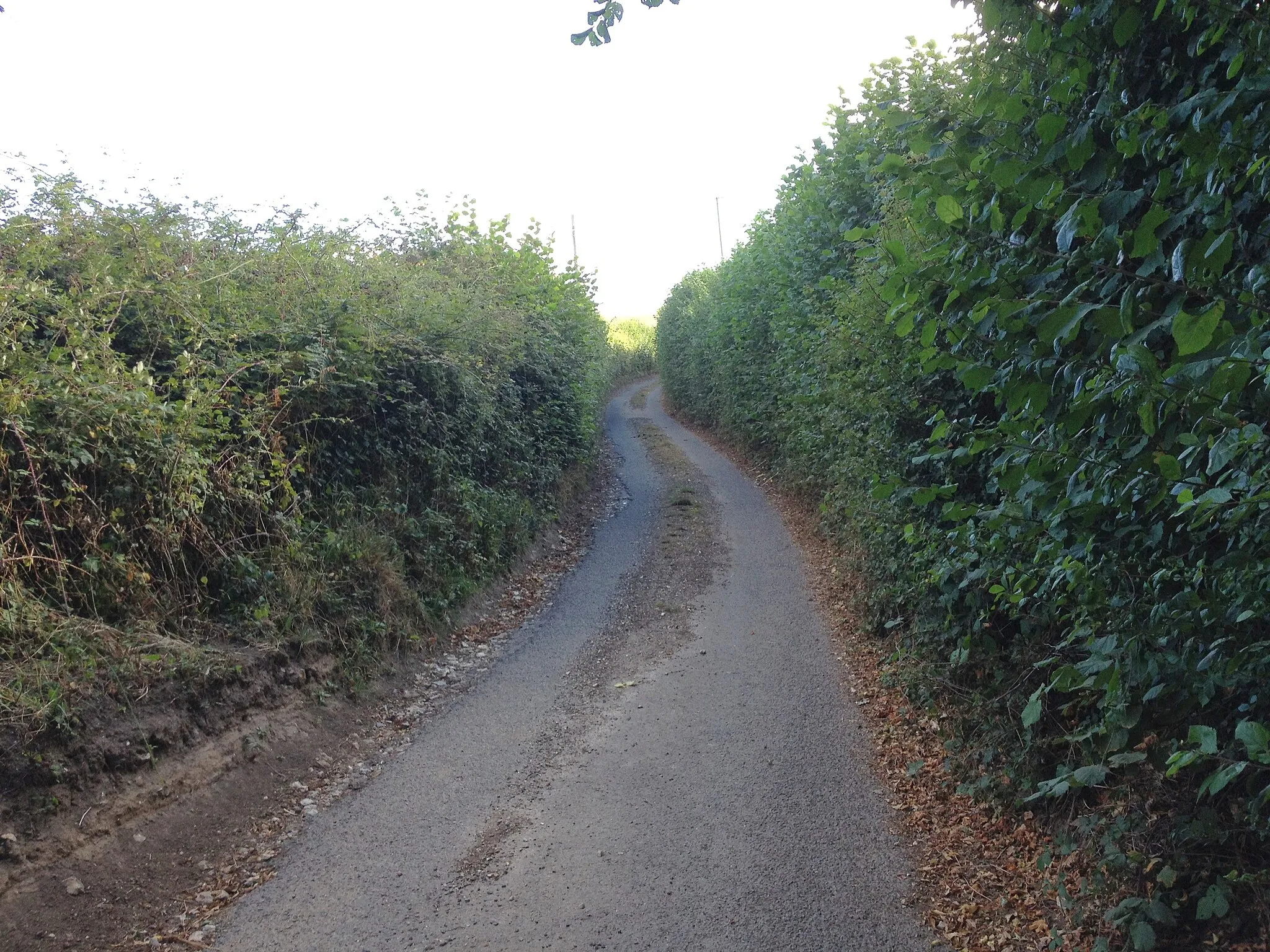 Photo showing: Ashdown Road, near Wichling