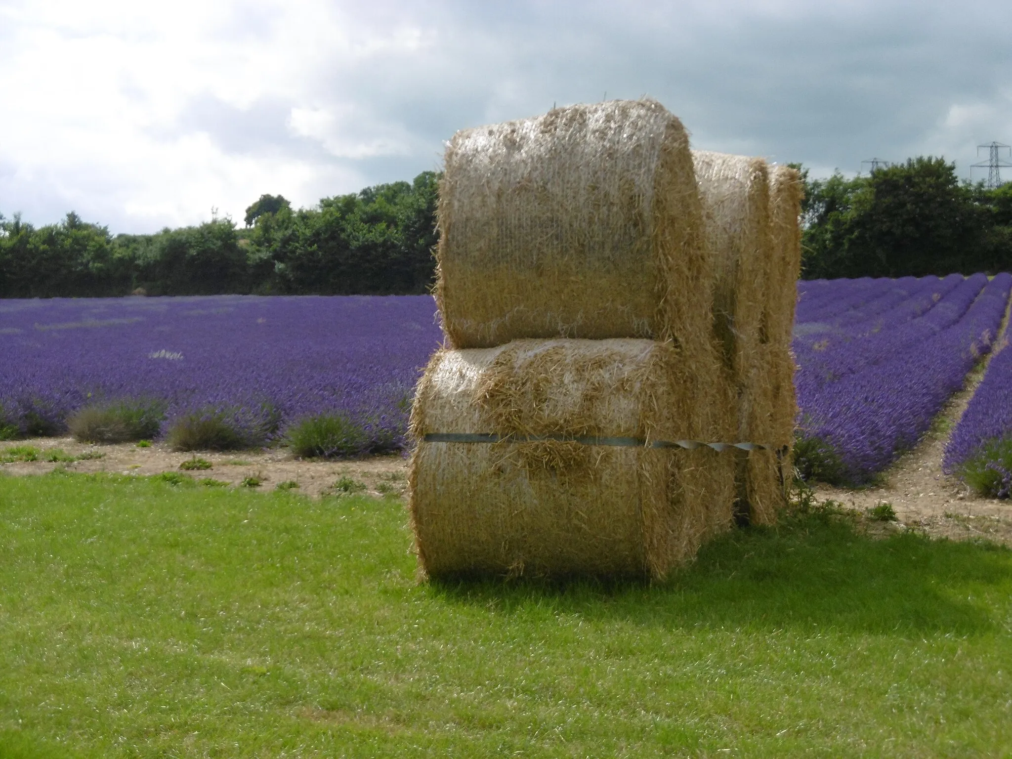 Photo showing: A field of lavandin at Castle Lavender Farm