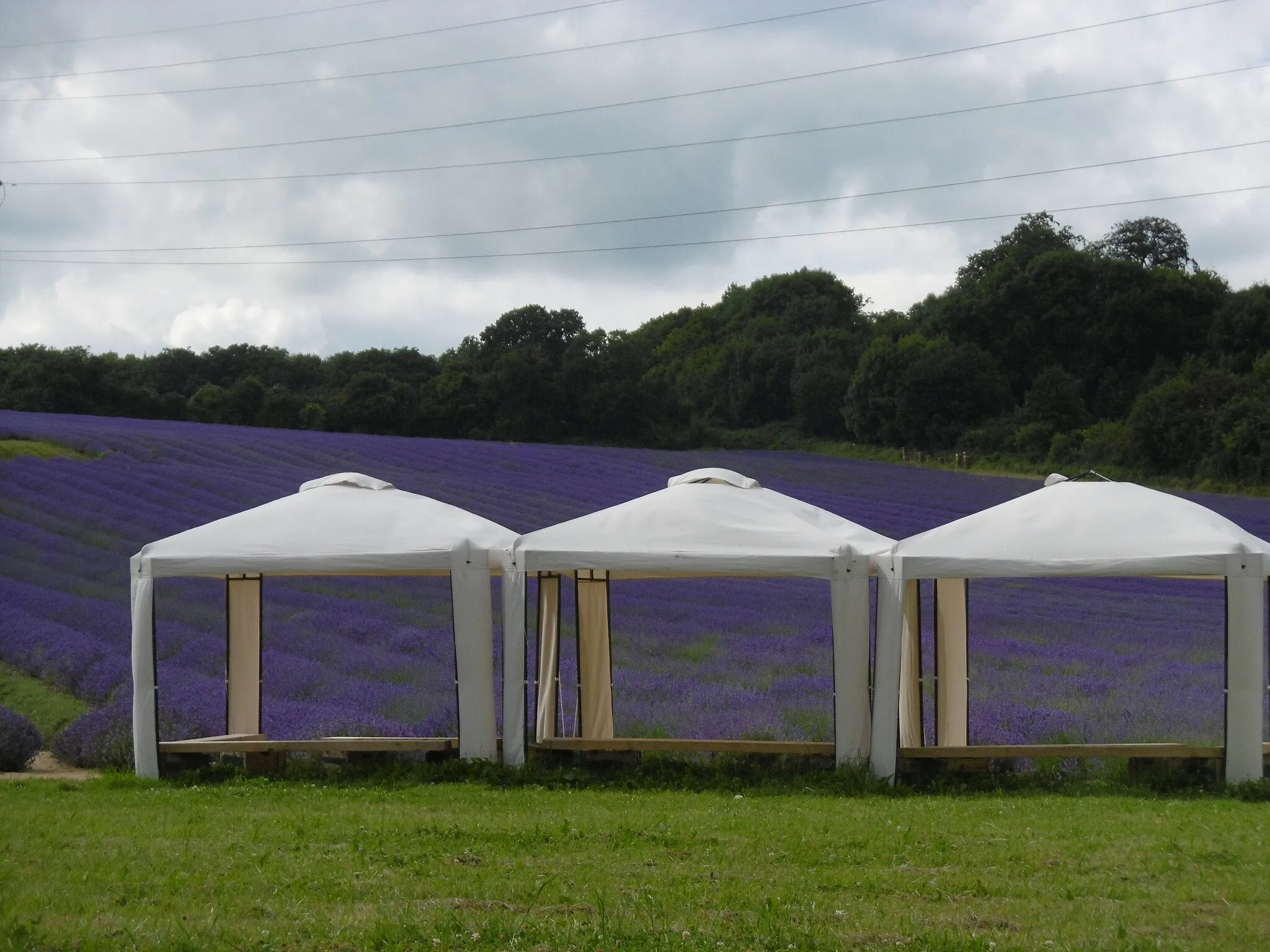 Photo showing: A field of lavender at Castle Lavender Farm