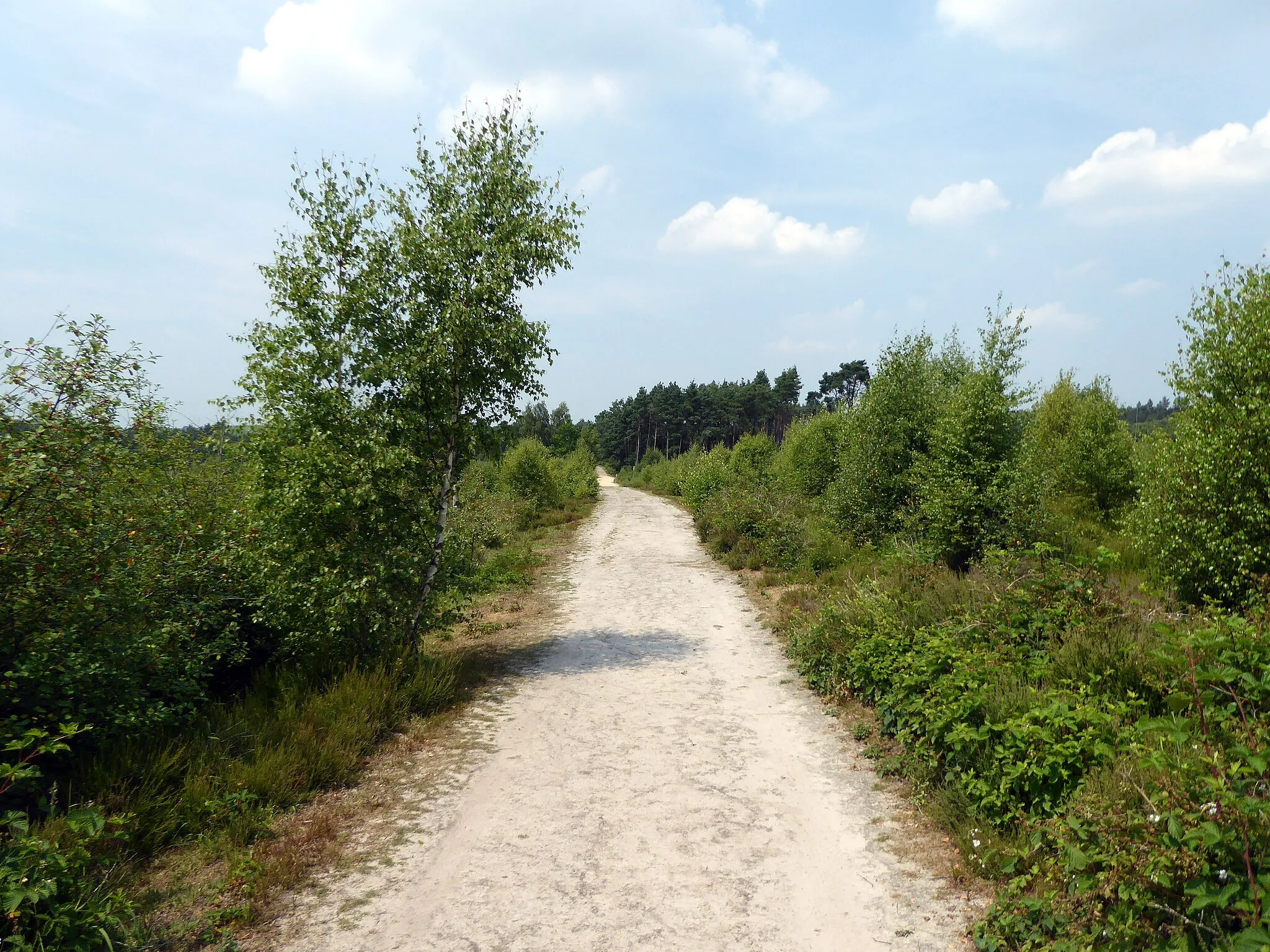 Photo showing: Road on Broadwater Warren RSPB Nature Reserve