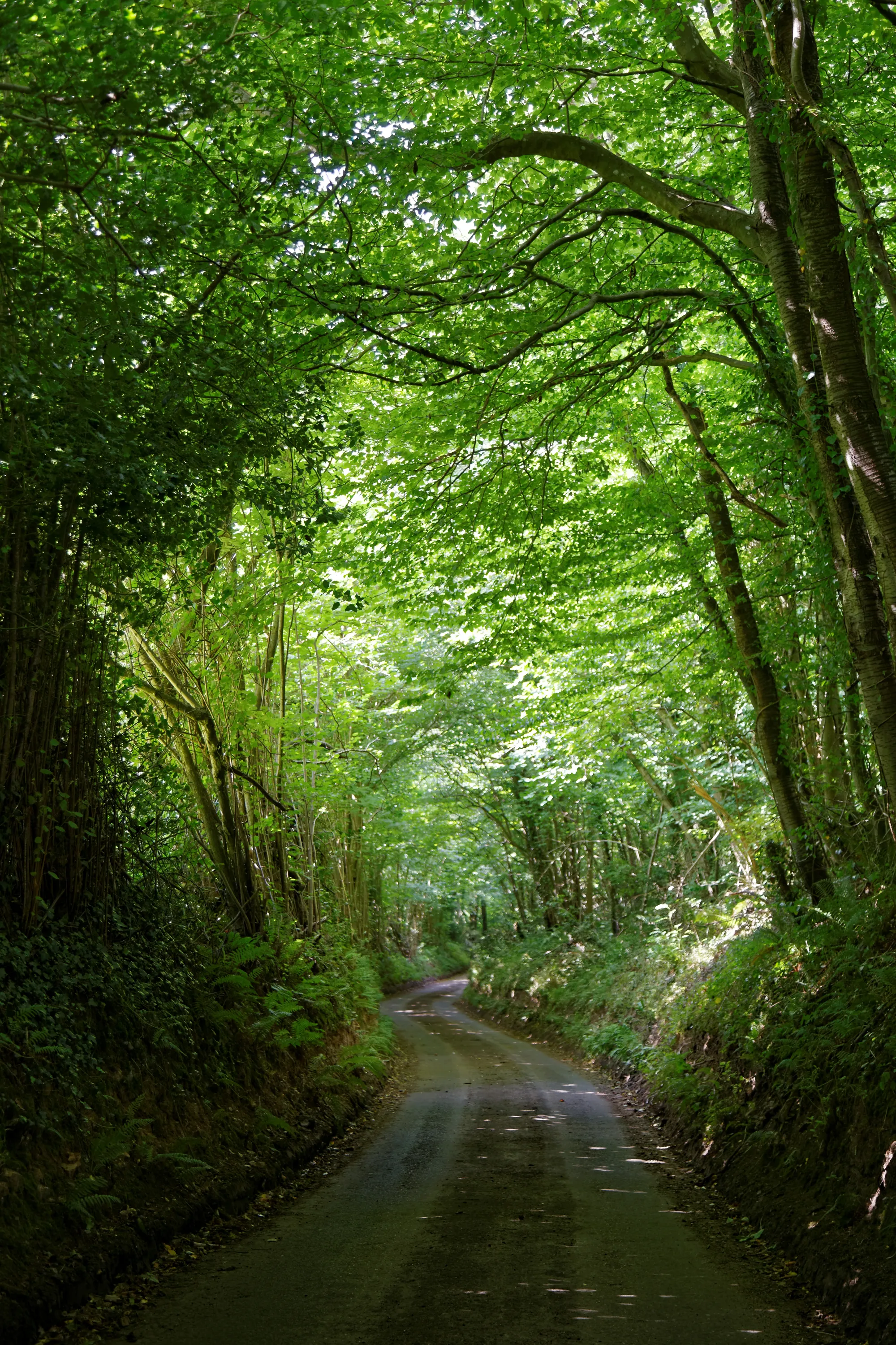 Photo showing: A sunken country road with tunnel of trees in the civil parish of Elham in Kent, England. Camera: Canon EOS 6D with Canon EF 24-105mm F4L IS USM lens. Software: RAW file lens-corrected, optimized, perhaps cropped, and converted to JPEG with DxO OpticsPro 11 Elite, and likely further optimized with Adobe Photoshop CS2.