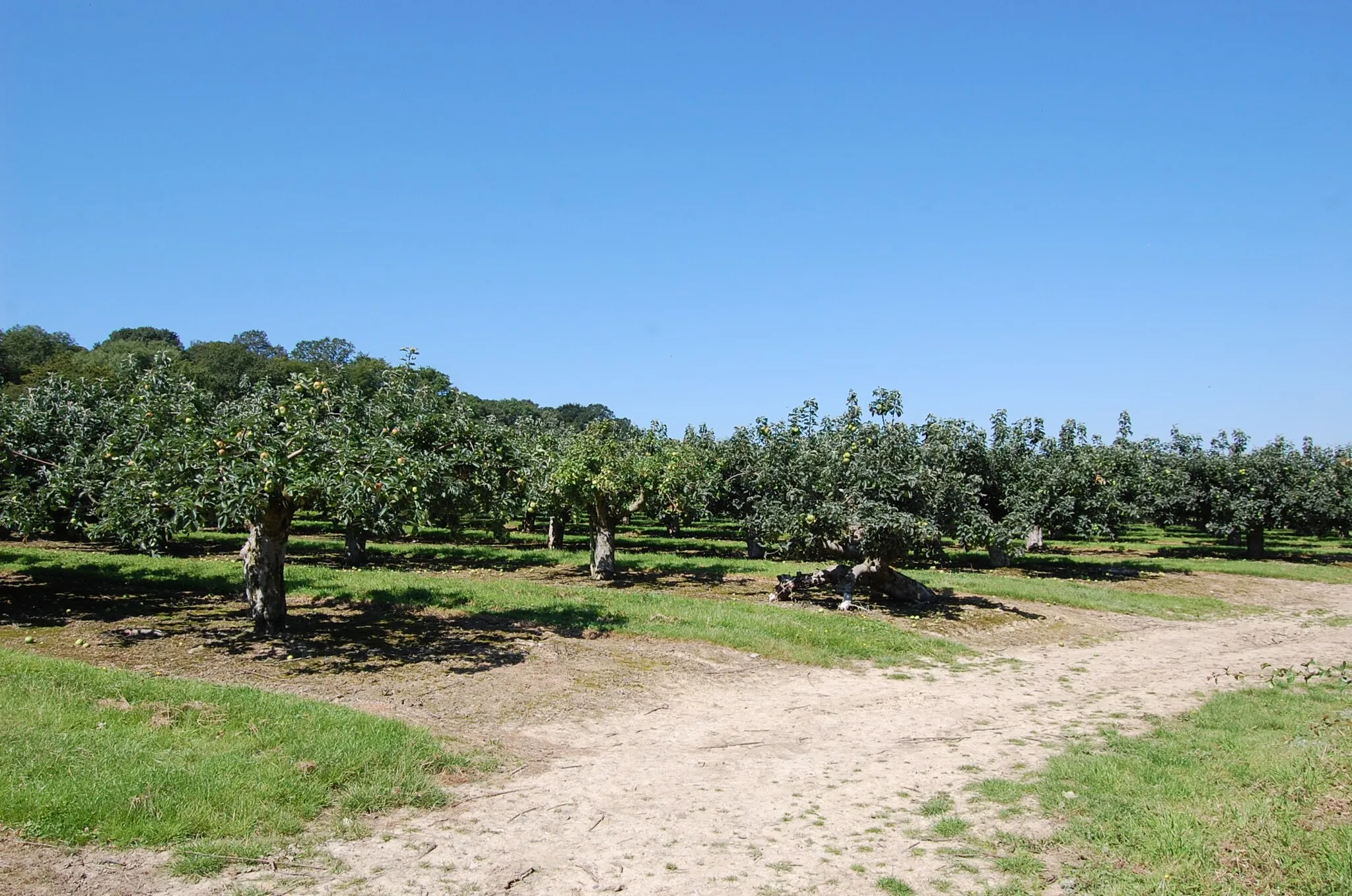 Photo showing: Apple Orchard near Bounds End Farm