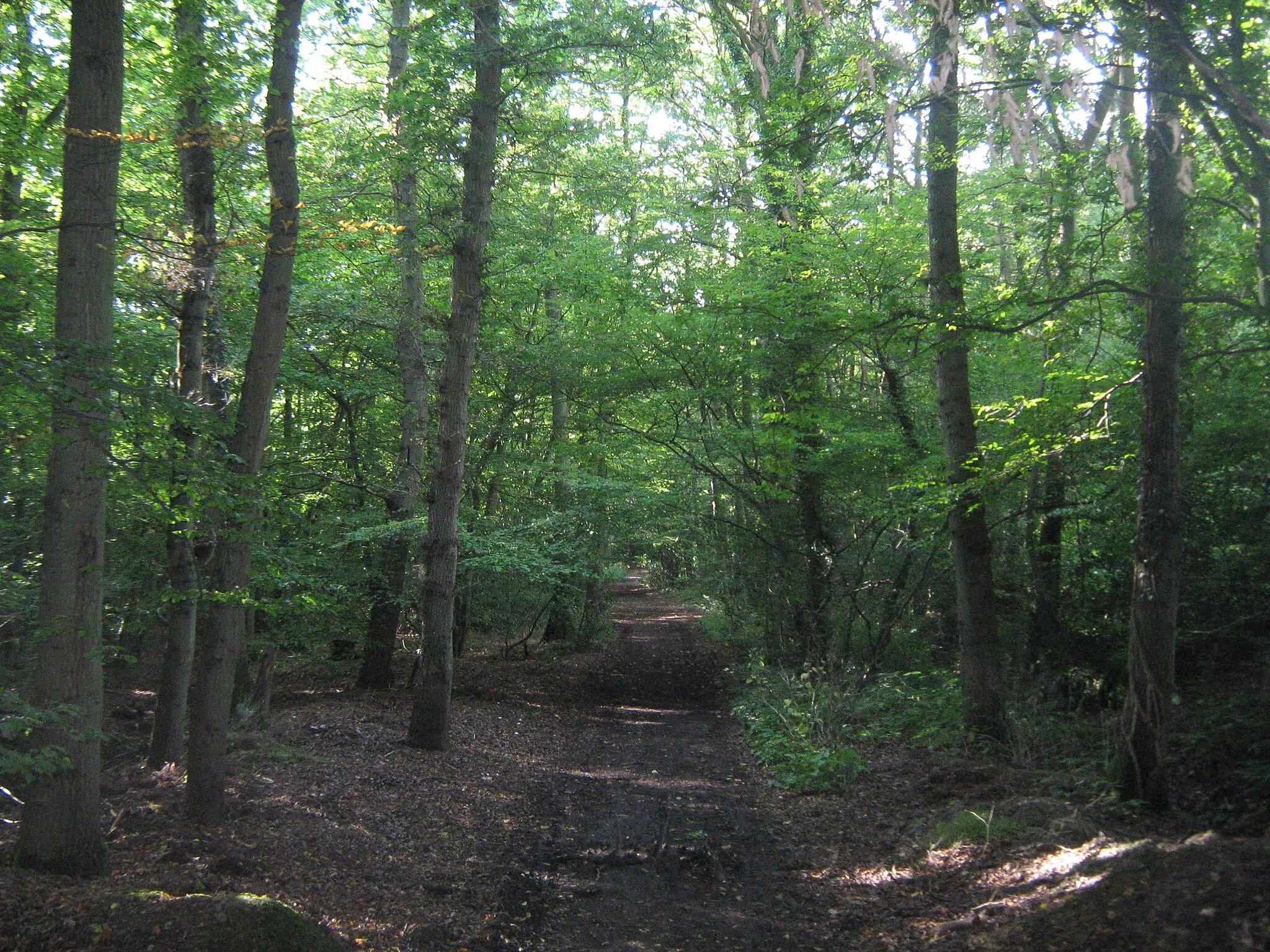 Photo showing: Byway in Great Turrels Wood