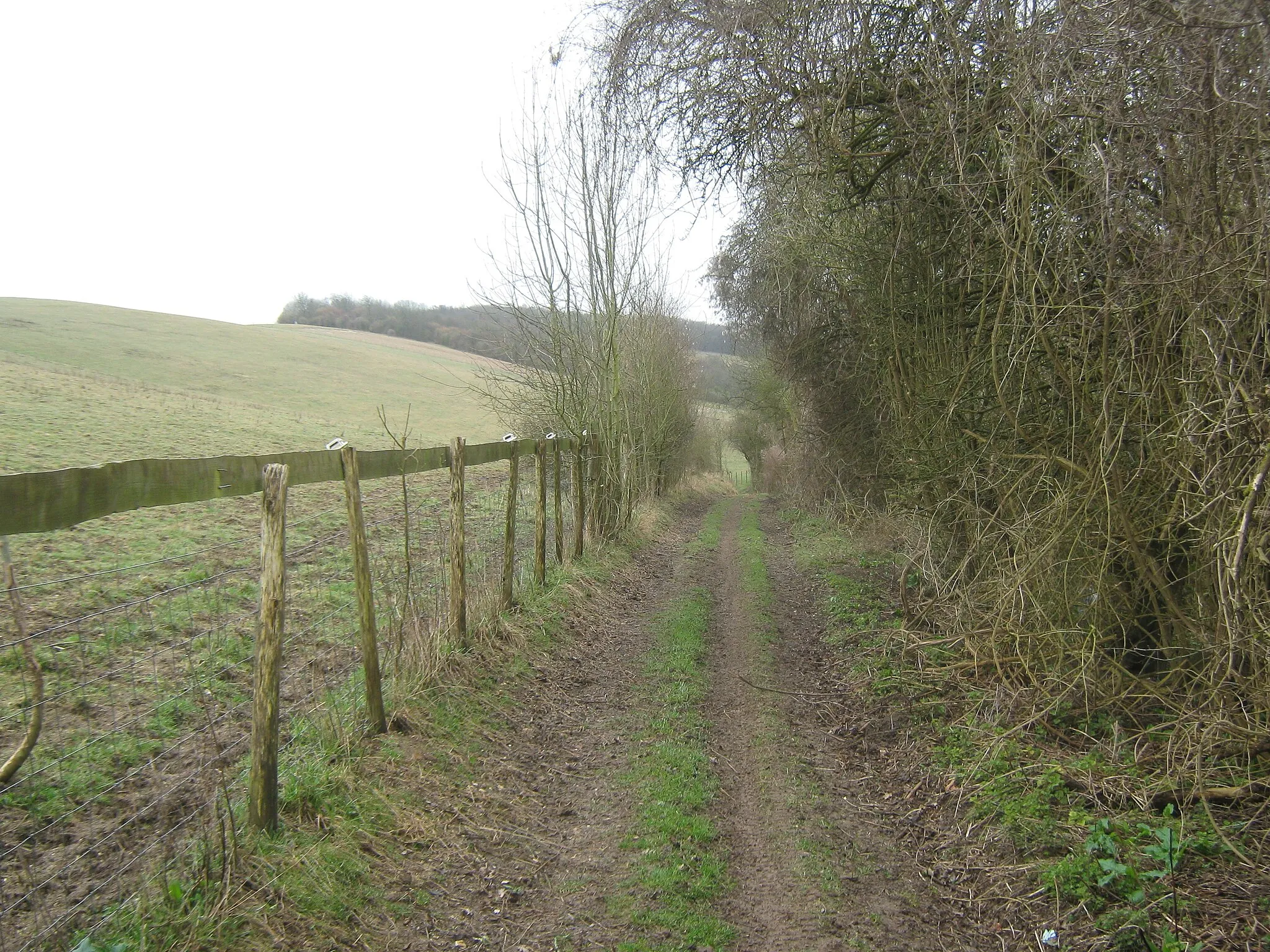 Photo showing: Byway to Pett Street Farm This track leads from Crundale House towards the farm on Hassell Street. Towns Wood is in the background.