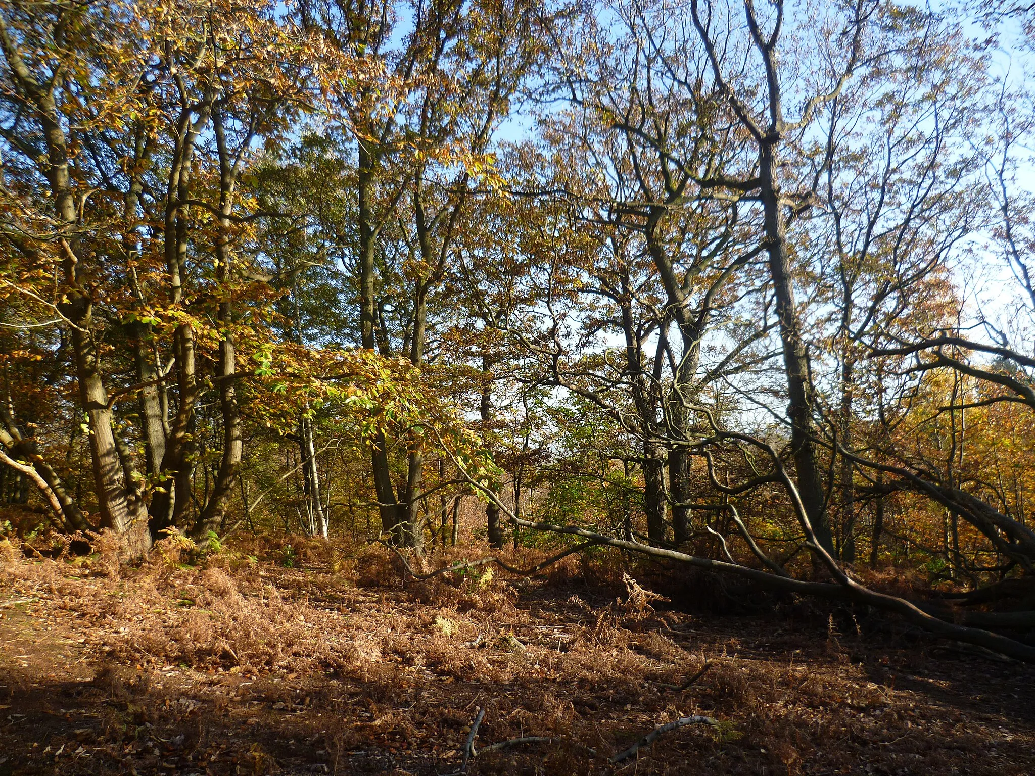 Photo showing: Autumn in Perry Wood