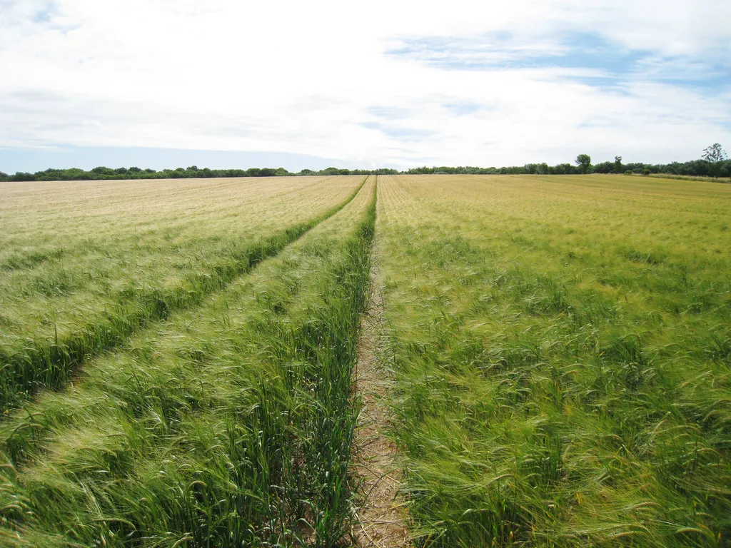 Photo showing: Barley Field