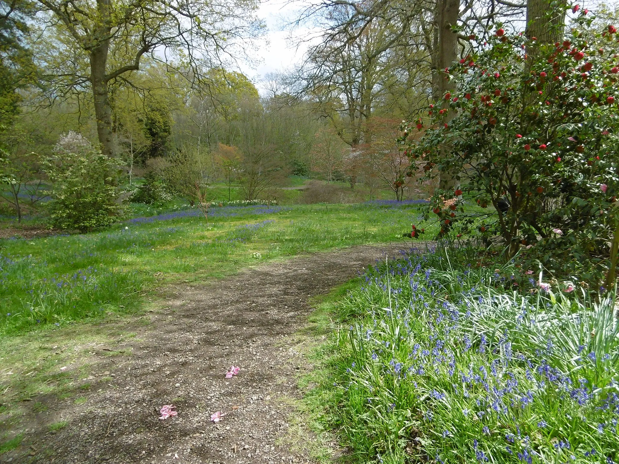 Photo showing: Approach to the bluebells in Hole Park Gardens