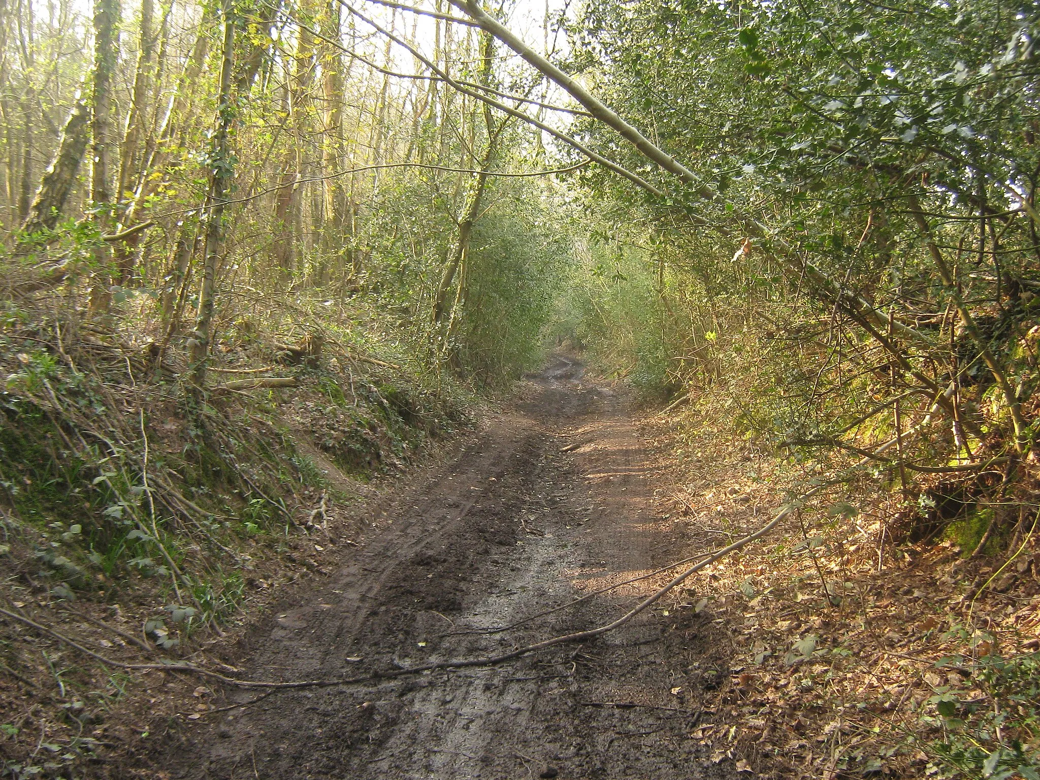 Photo showing: Byway to Park Lane