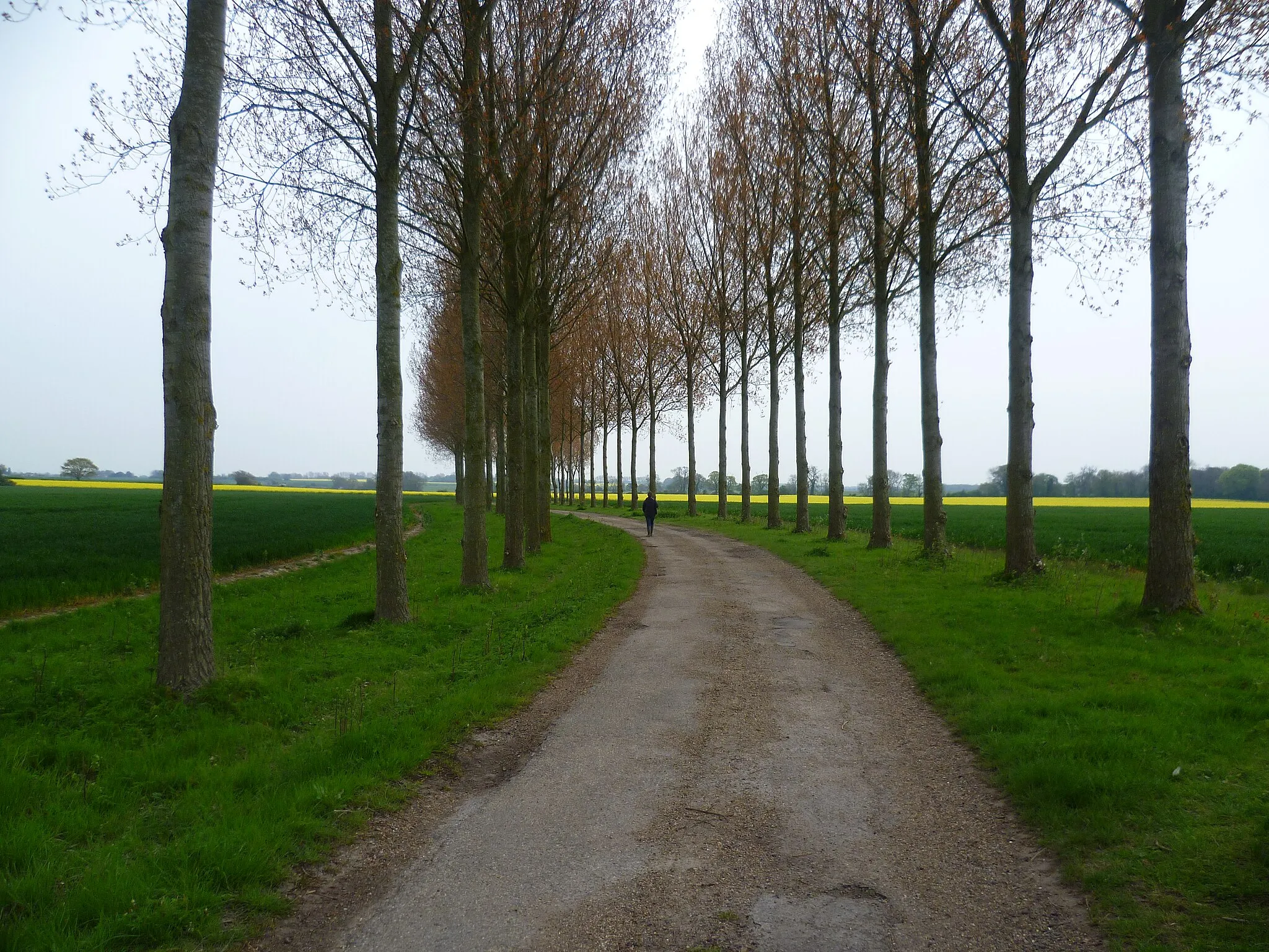 Photo showing: Avenue of Trees