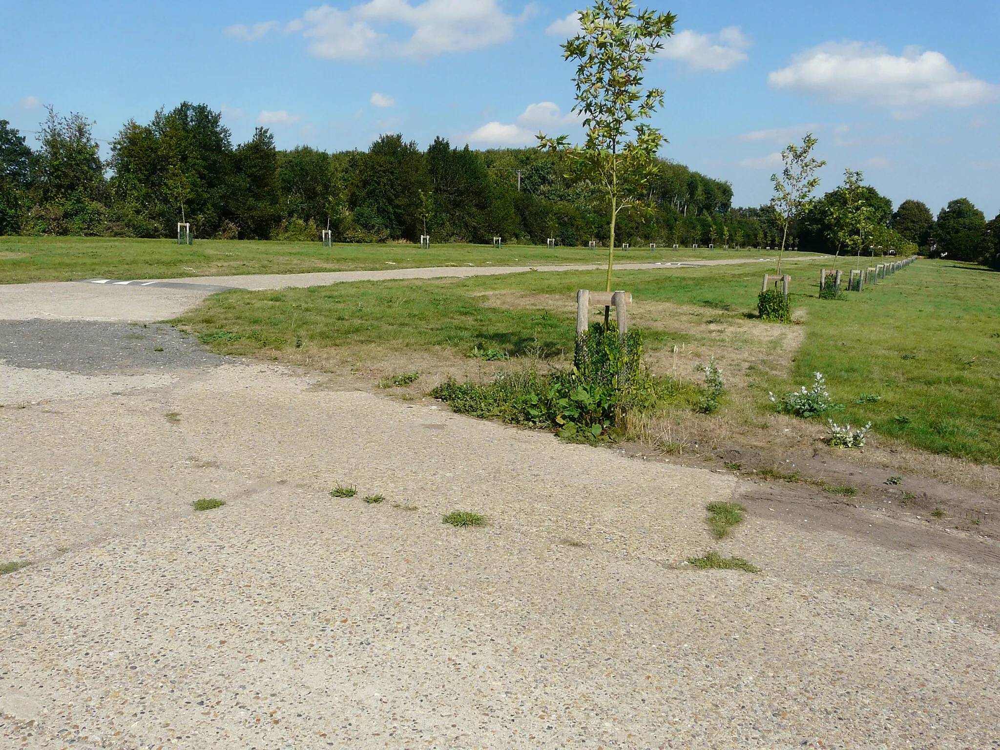 Photo showing: Avenue of trees to/from Goodnestone House