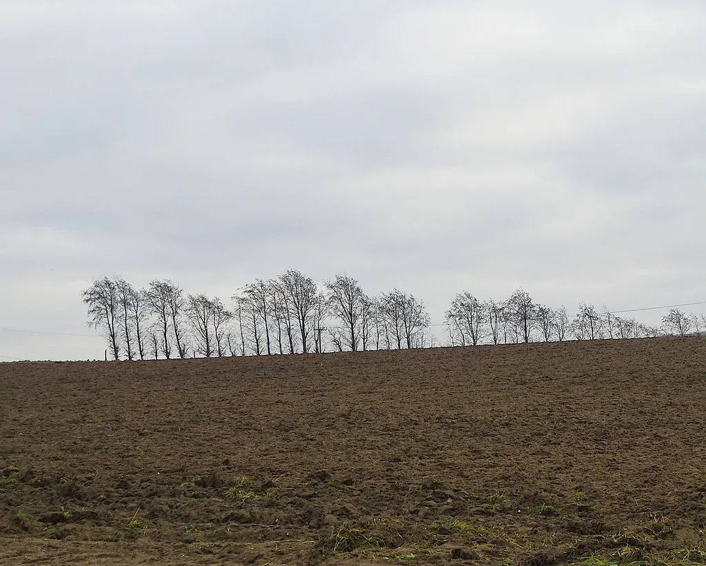 Photo showing: Alders on the sky-line, near Cliffe Woods