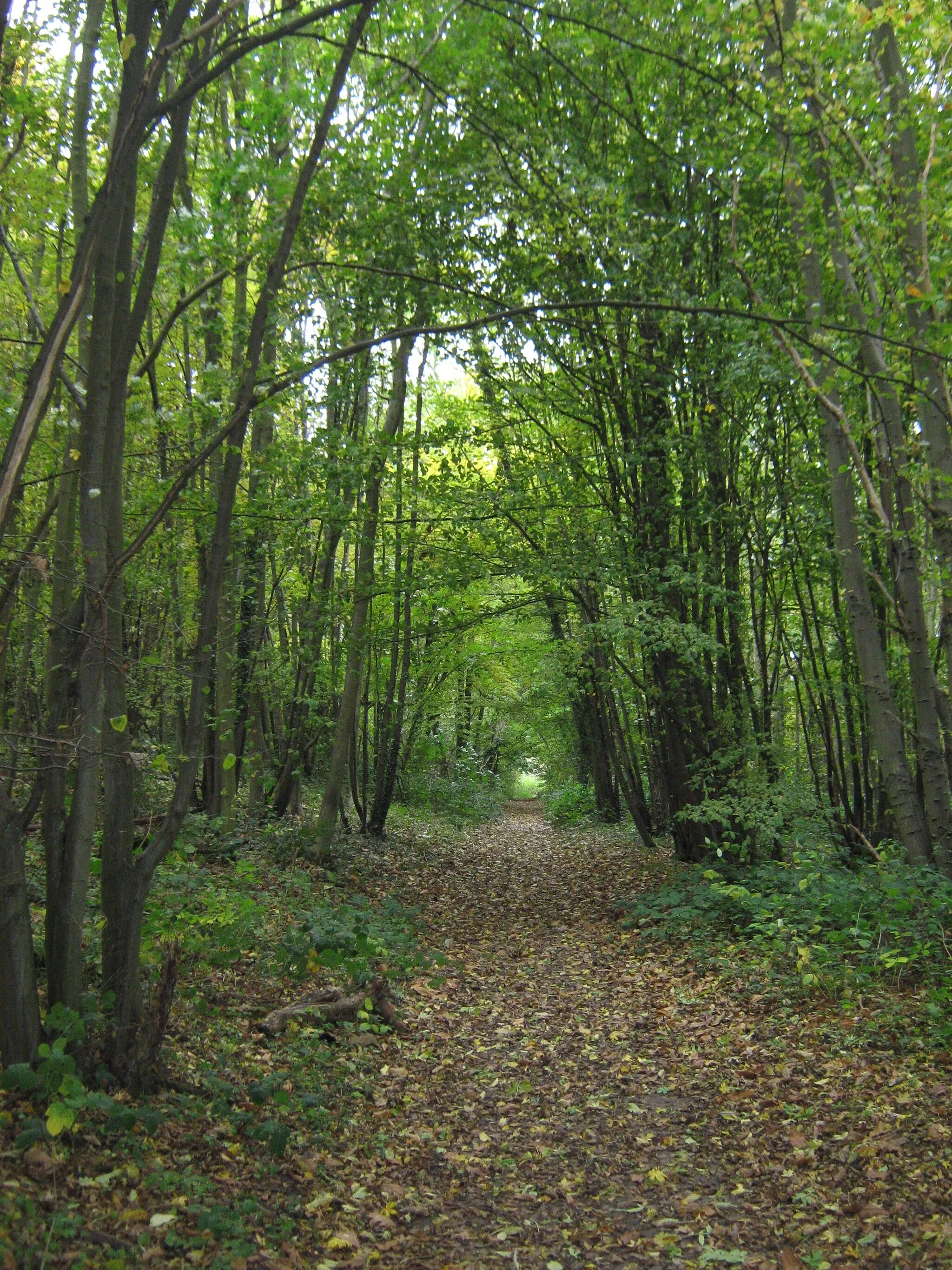 Photo showing: Footpath in Whiteleaves Wood