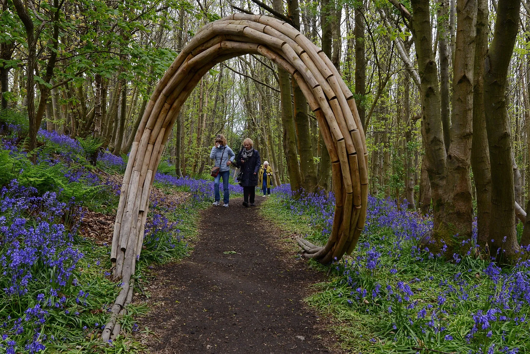 Photo showing: Riverhill Himalayan Garden: Chestnut Wood Bluebell Trail 9