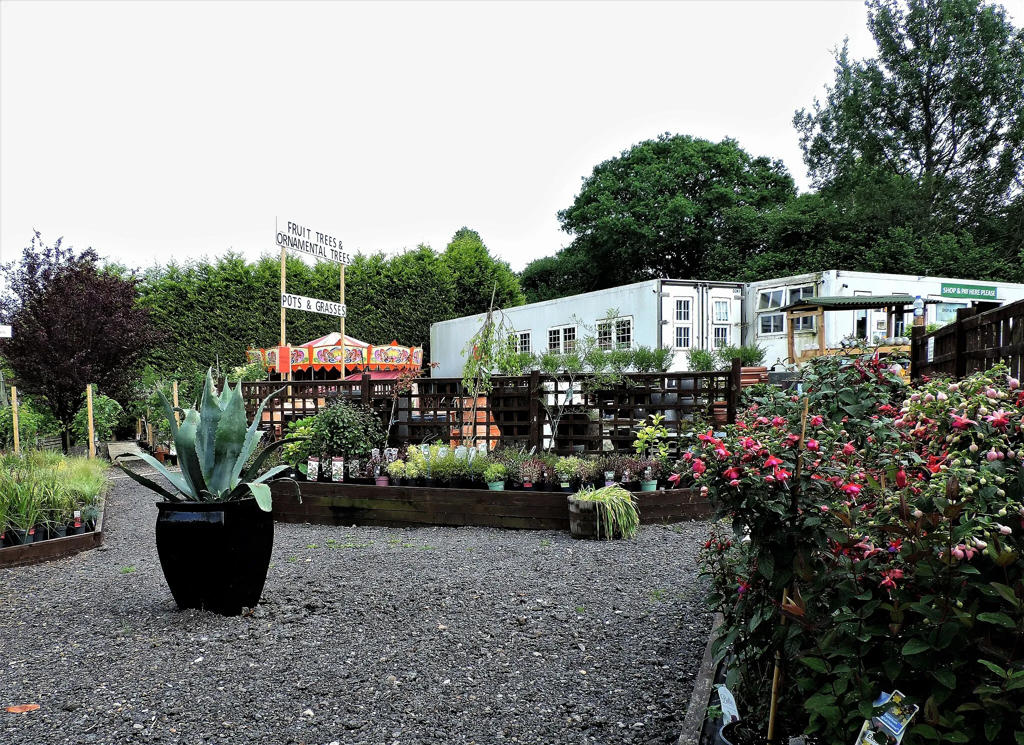 Photo showing: Staplecross Shrub Centre and Nursery off the B2165