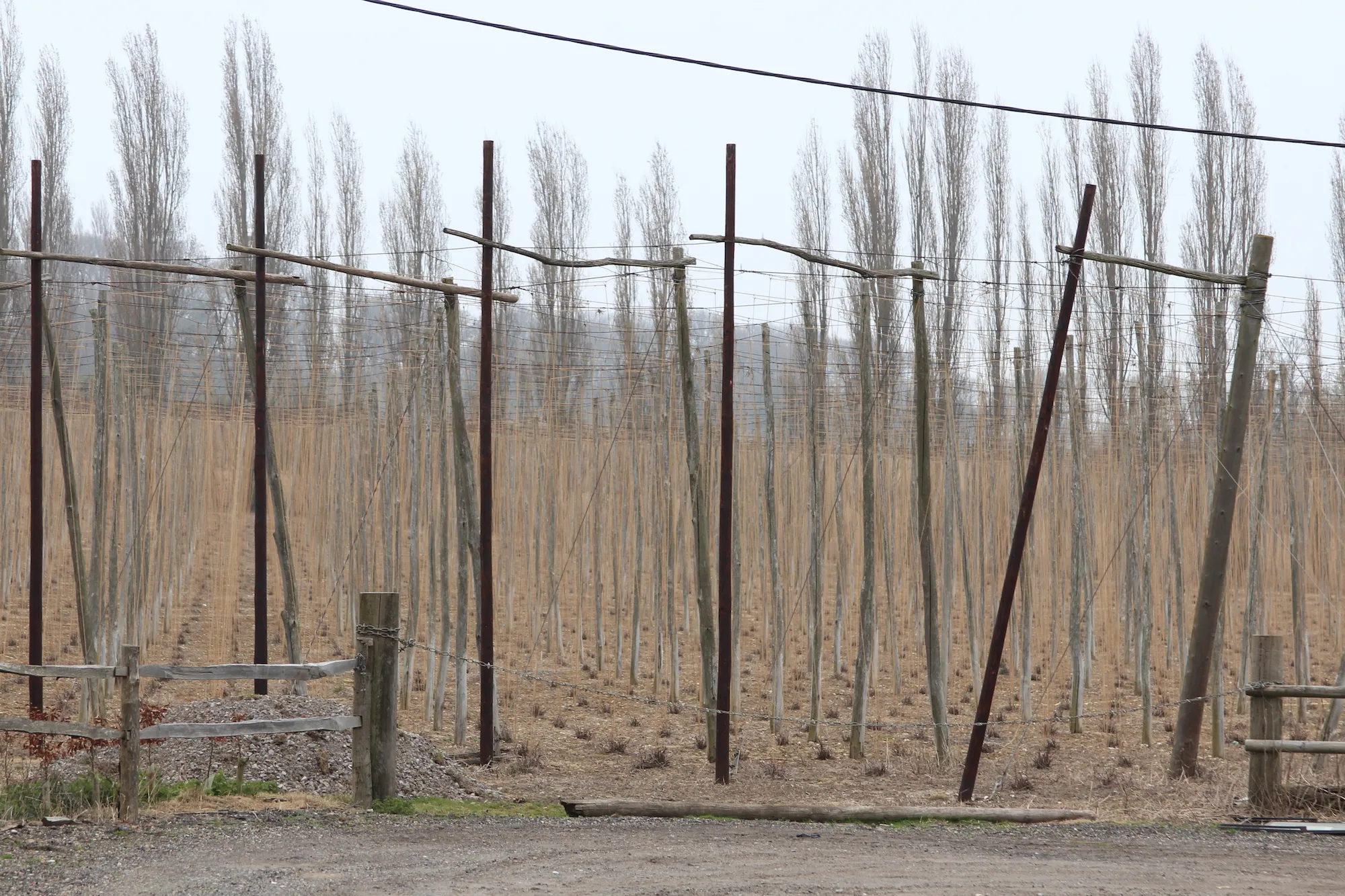 Photo showing: Hop field at Syndale Farm