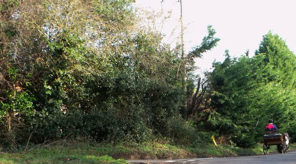 Photo showing: Pony and trap near Waldron, East Sussex