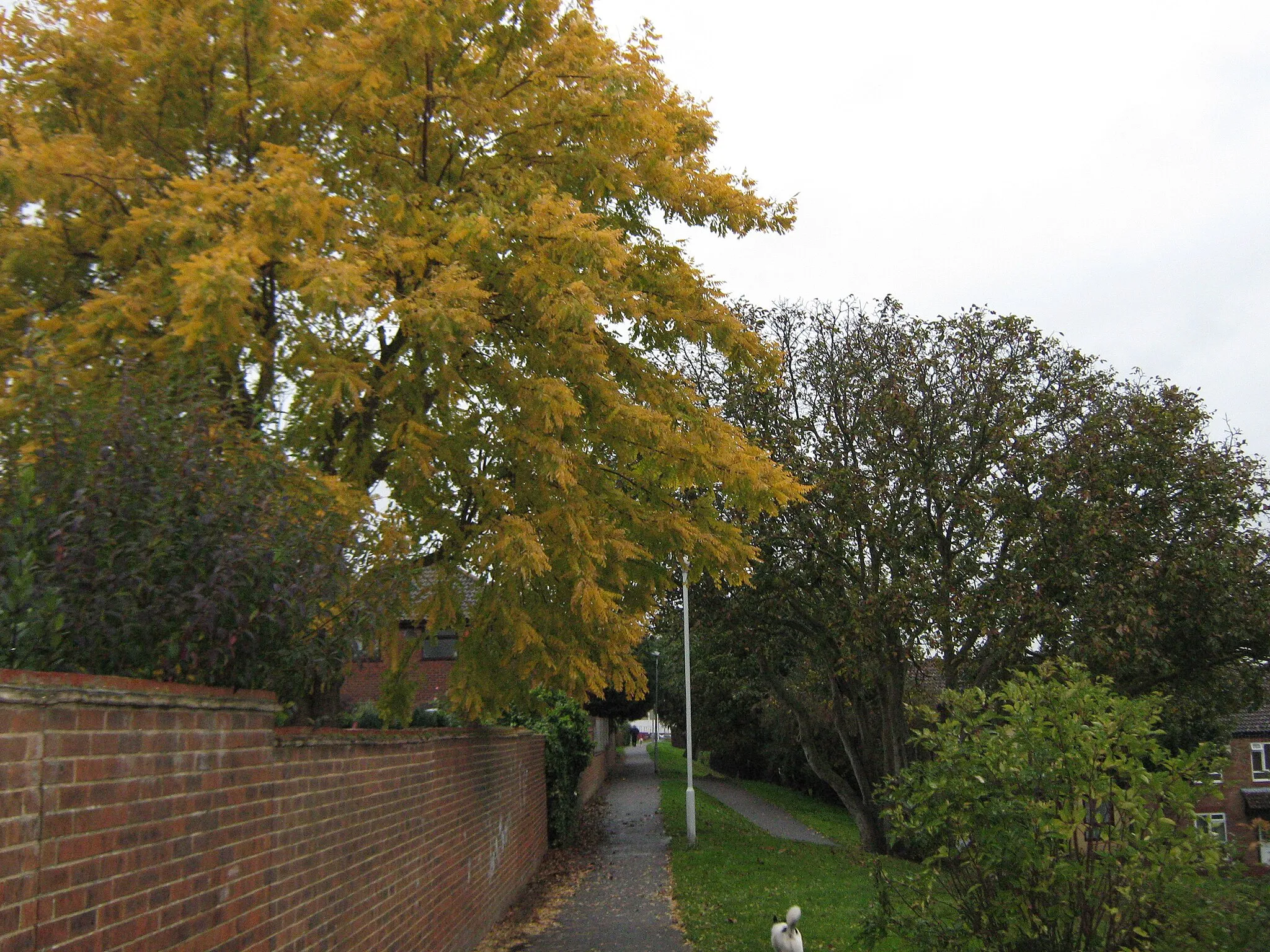 Photo showing: Footpath to Bysing Wood Road - in Autumn