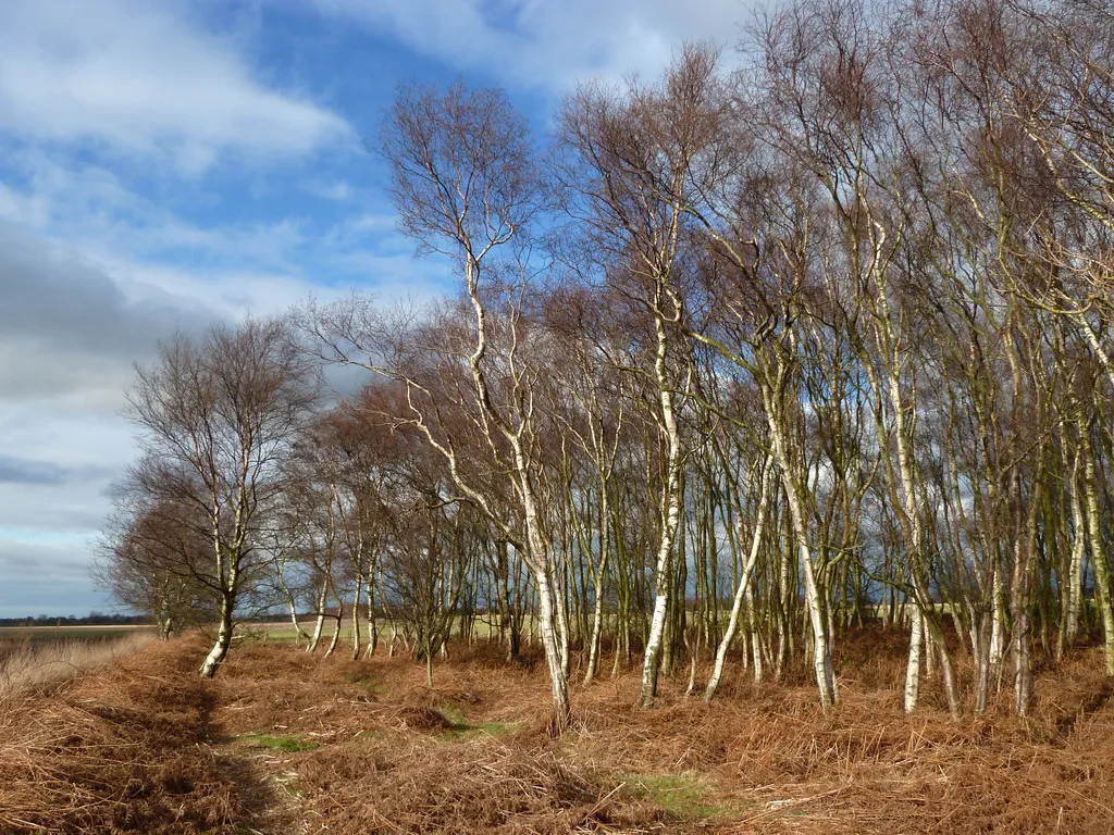 Photo showing: Small area of woodland near path across Hoscar Moss