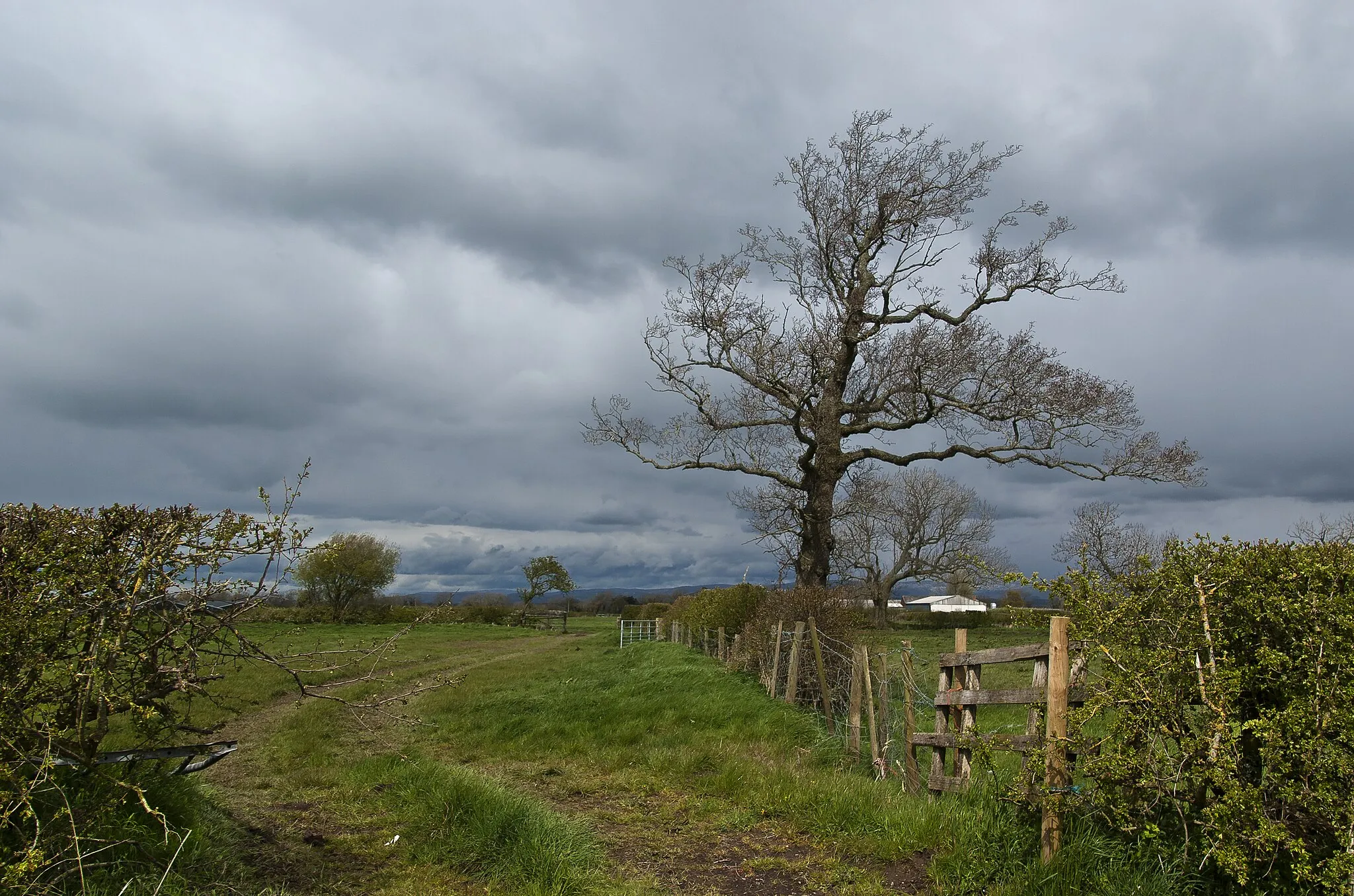 Photo showing: A field boundary on Singleton's Farm