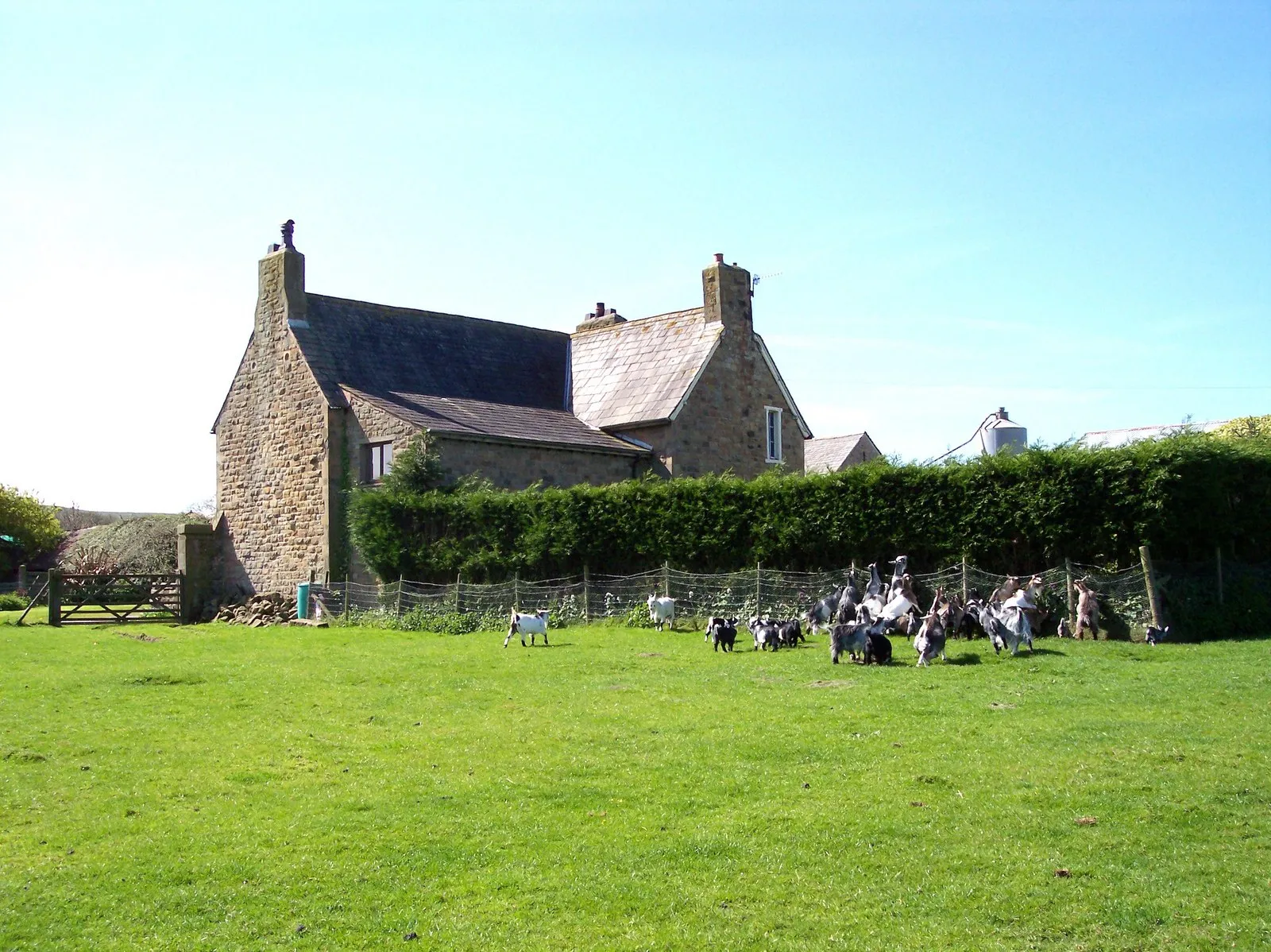 Photo showing: A frisky goat herd at Syke's Farm