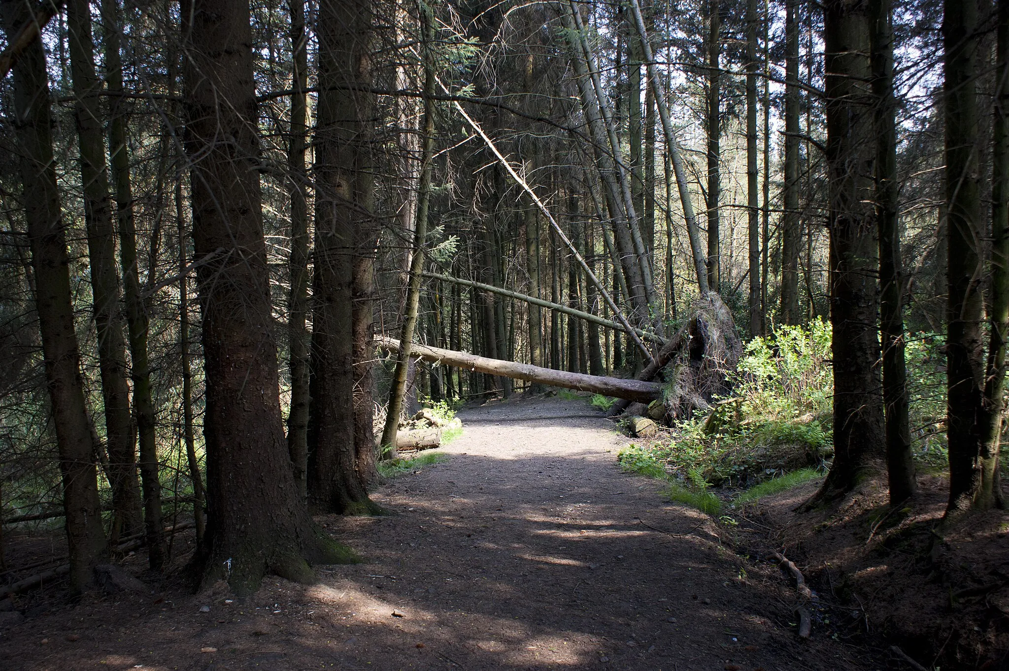 Photo showing: This path's going to need a bit of agility