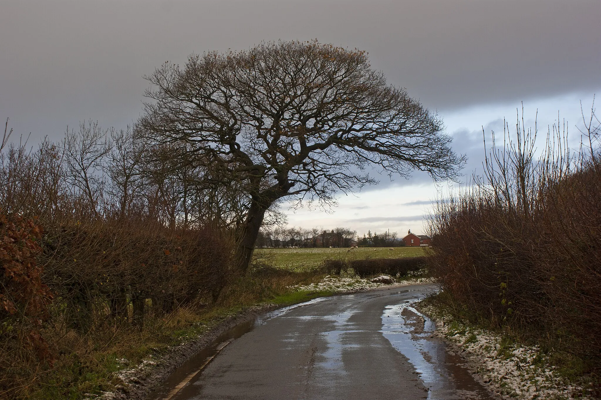 Photo showing: A tree guarding Town Lane