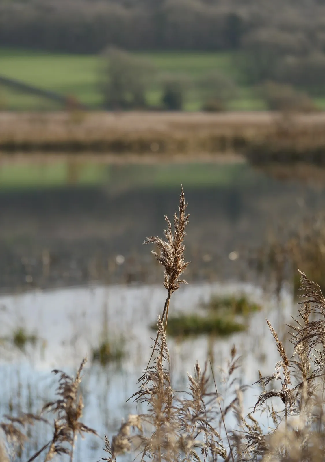 Photo showing: A view across Leighton Moss