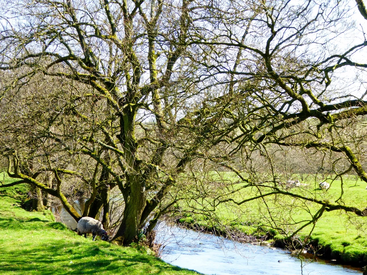 Photo showing: River bank in Slaidburn