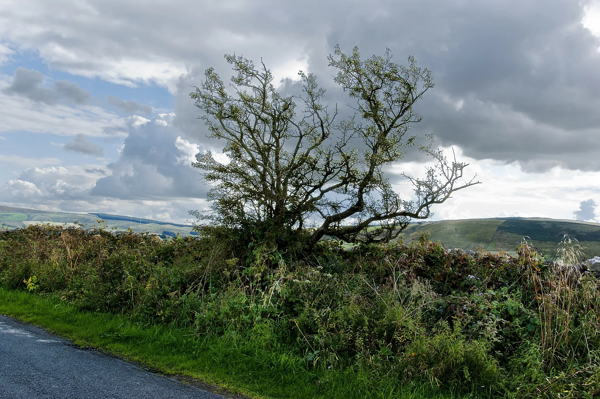 Photo showing: A hawthorn at the side of the road