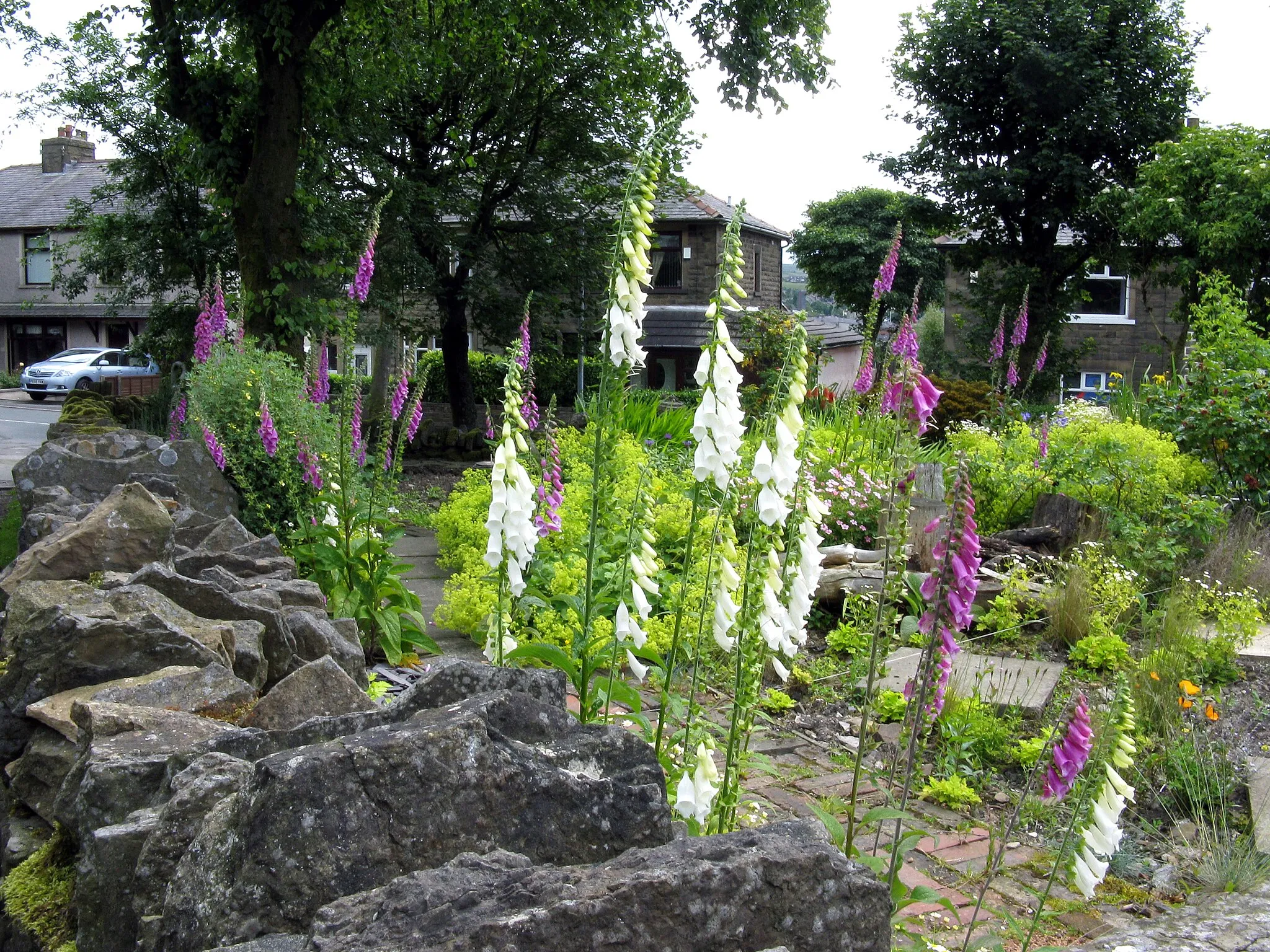 Photo showing: Bacup:  Foxgloves