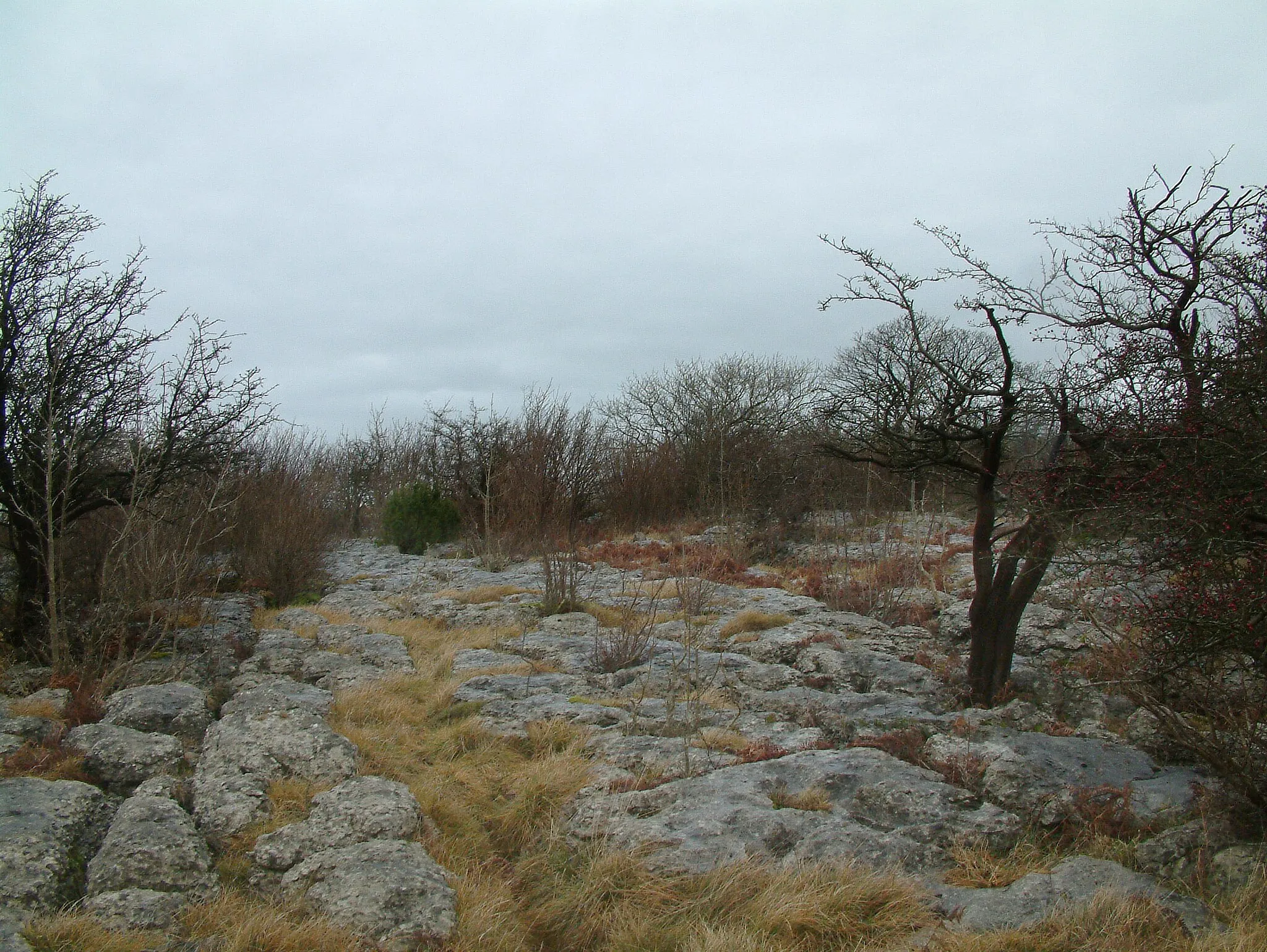 Photo showing: Limestone pavement on Hutton Roof Crags.
Photograph by Stephen Dawson, 30 December 2004.