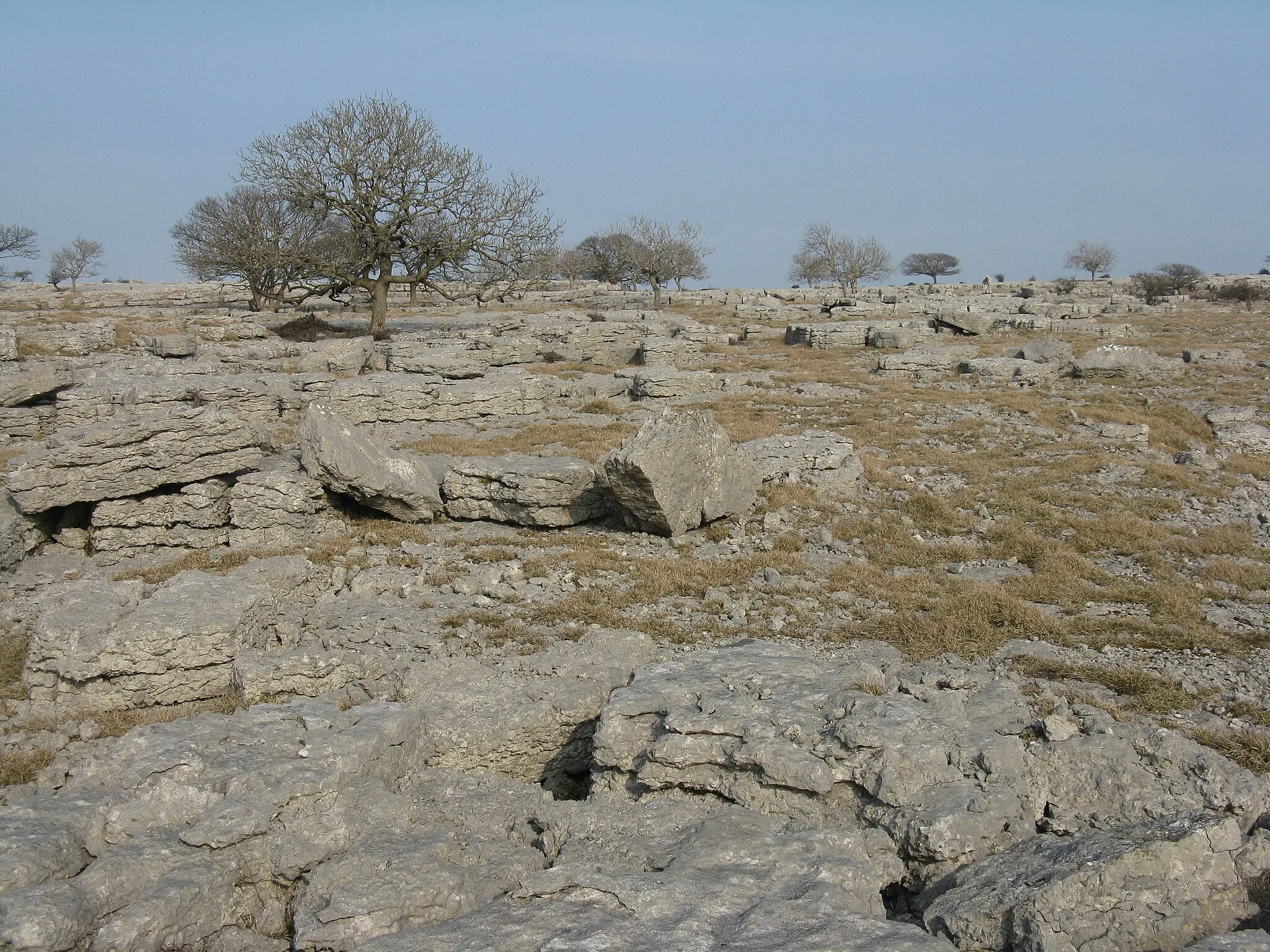 Photo showing: Limestone pavement with trees