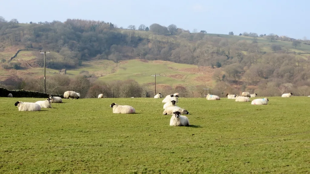 Photo showing: Sheep at Lowgill