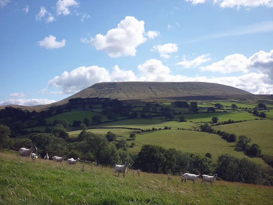 Photo showing: Sheep above Twiston Beck