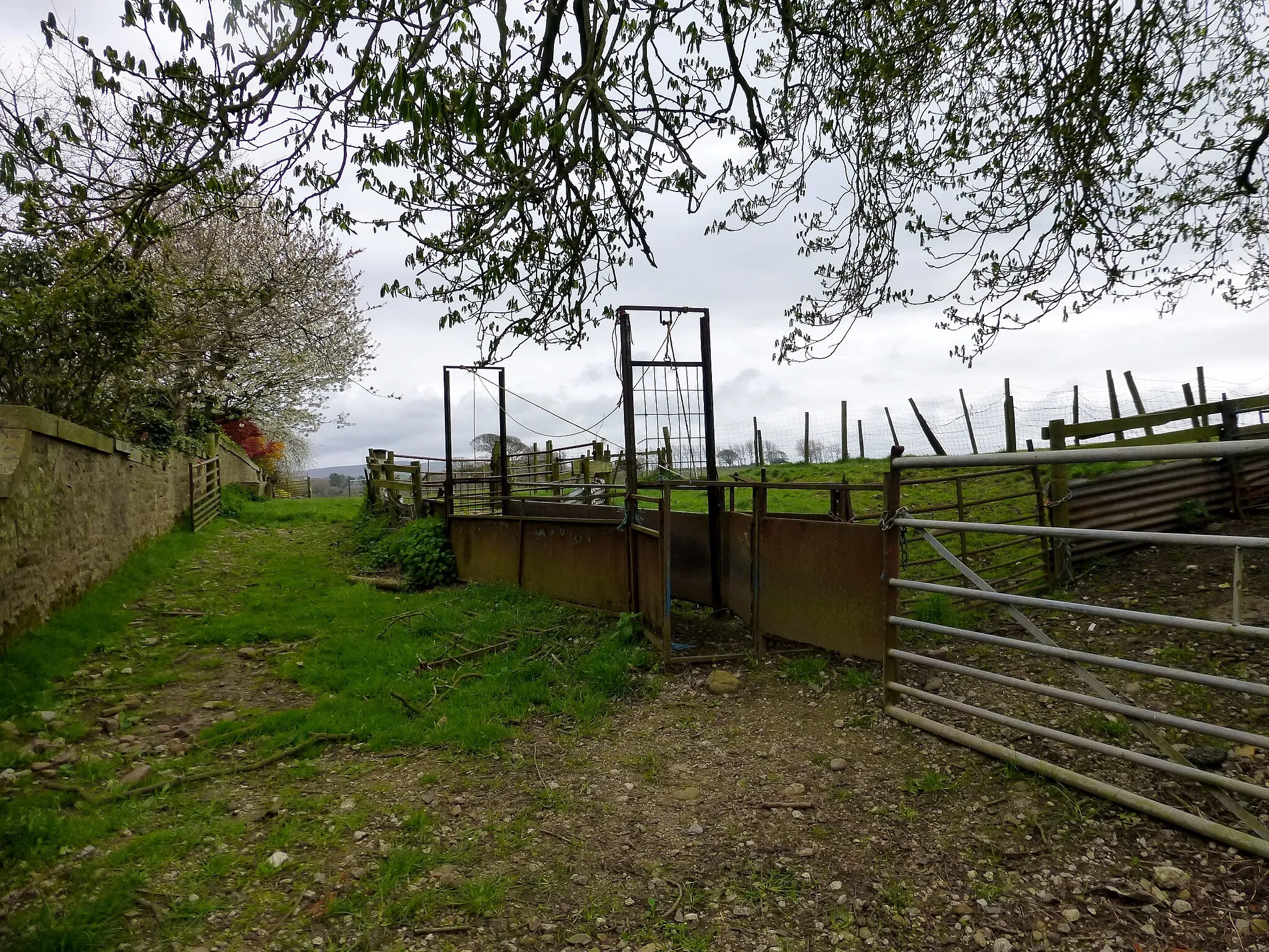 Photo showing: Sheep Handling Pens