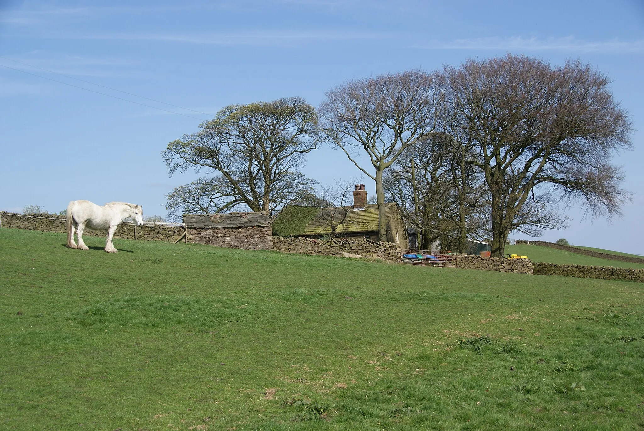 Photo showing: Horse in a field by Bog Bank Farm