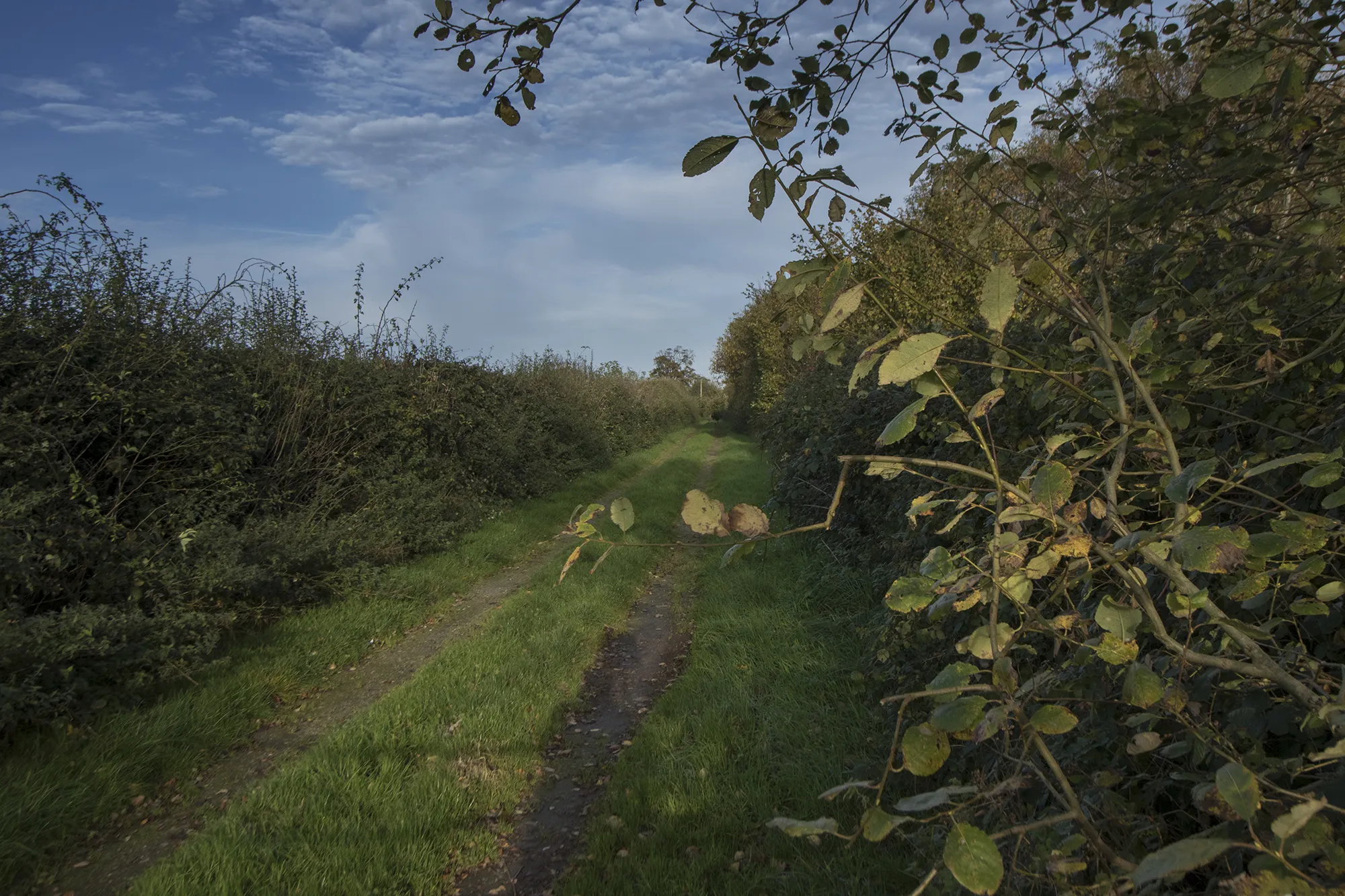 Photo showing: A grassy track to the caravan site