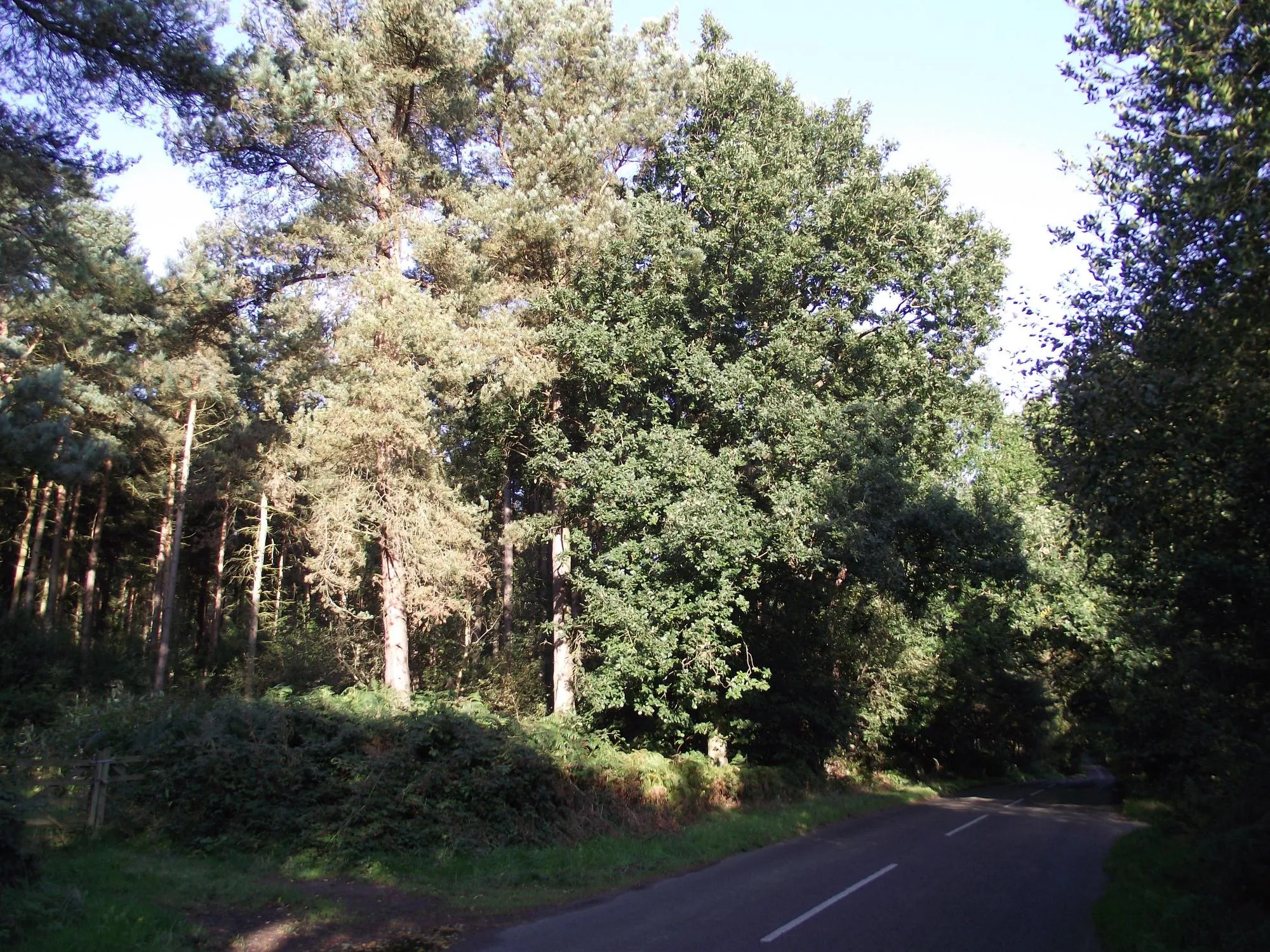 Photo showing: Benscliffe Road and Benscliffe Wood